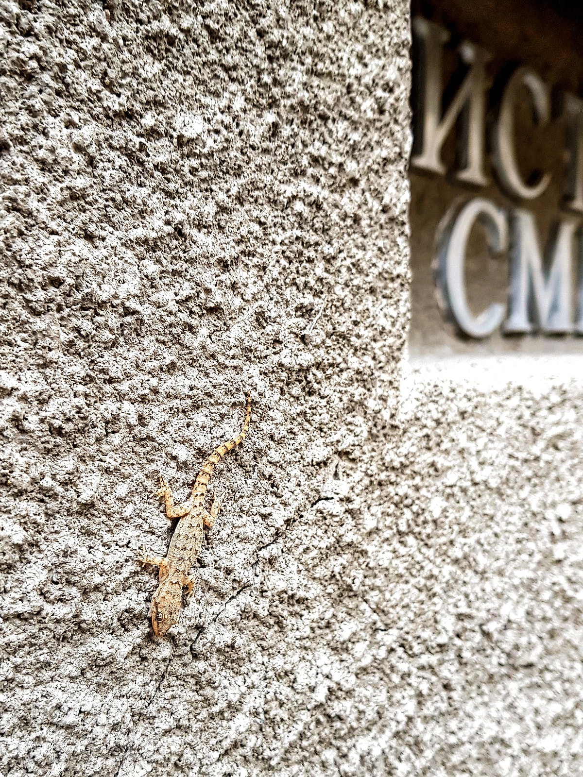 Samsung Galaxy S8+ sample photo. Mimicry photography