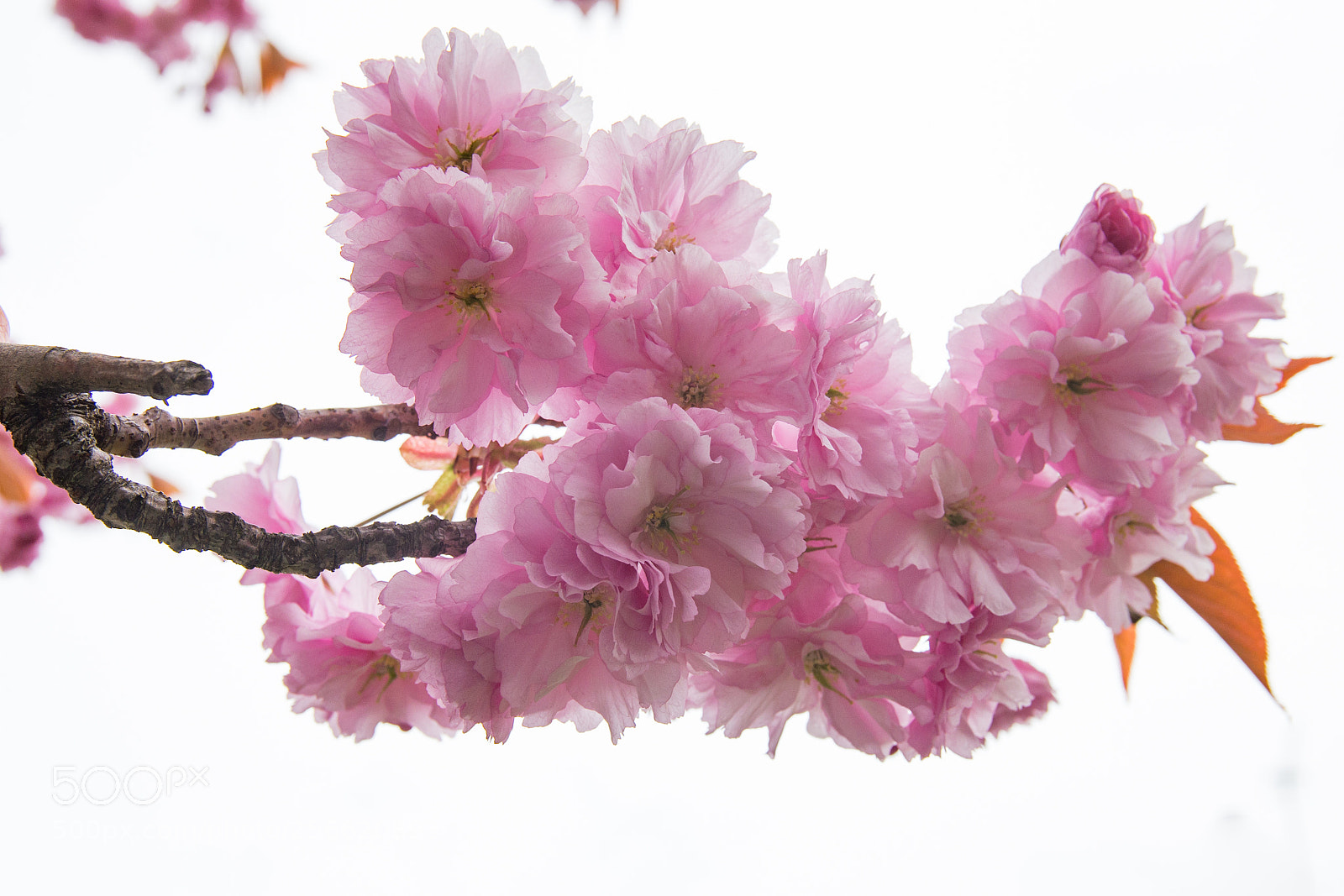 Canon EOS 6D sample photo. Blossom photography