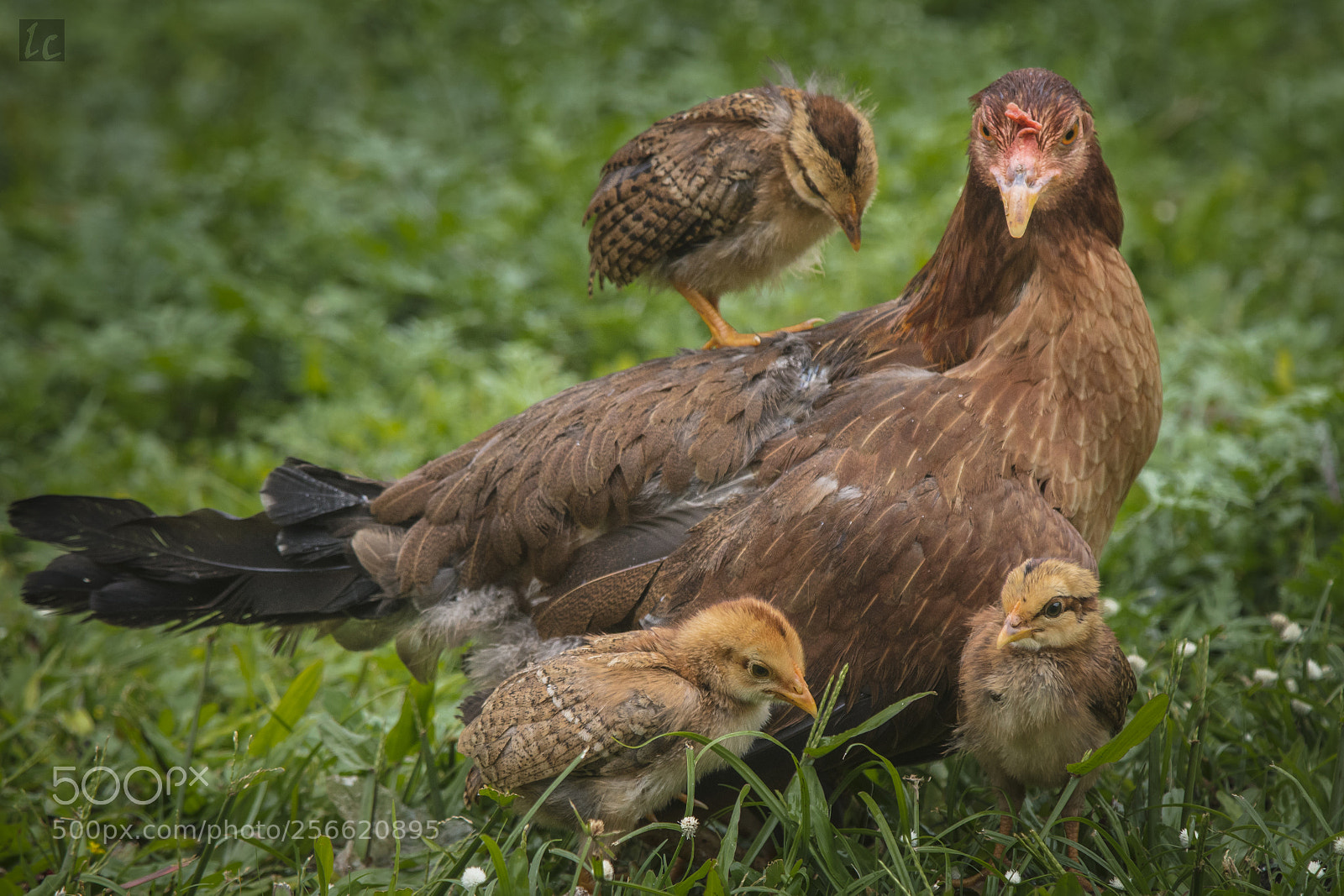 Canon EOS 5DS R sample photo. Hen & chicks photography