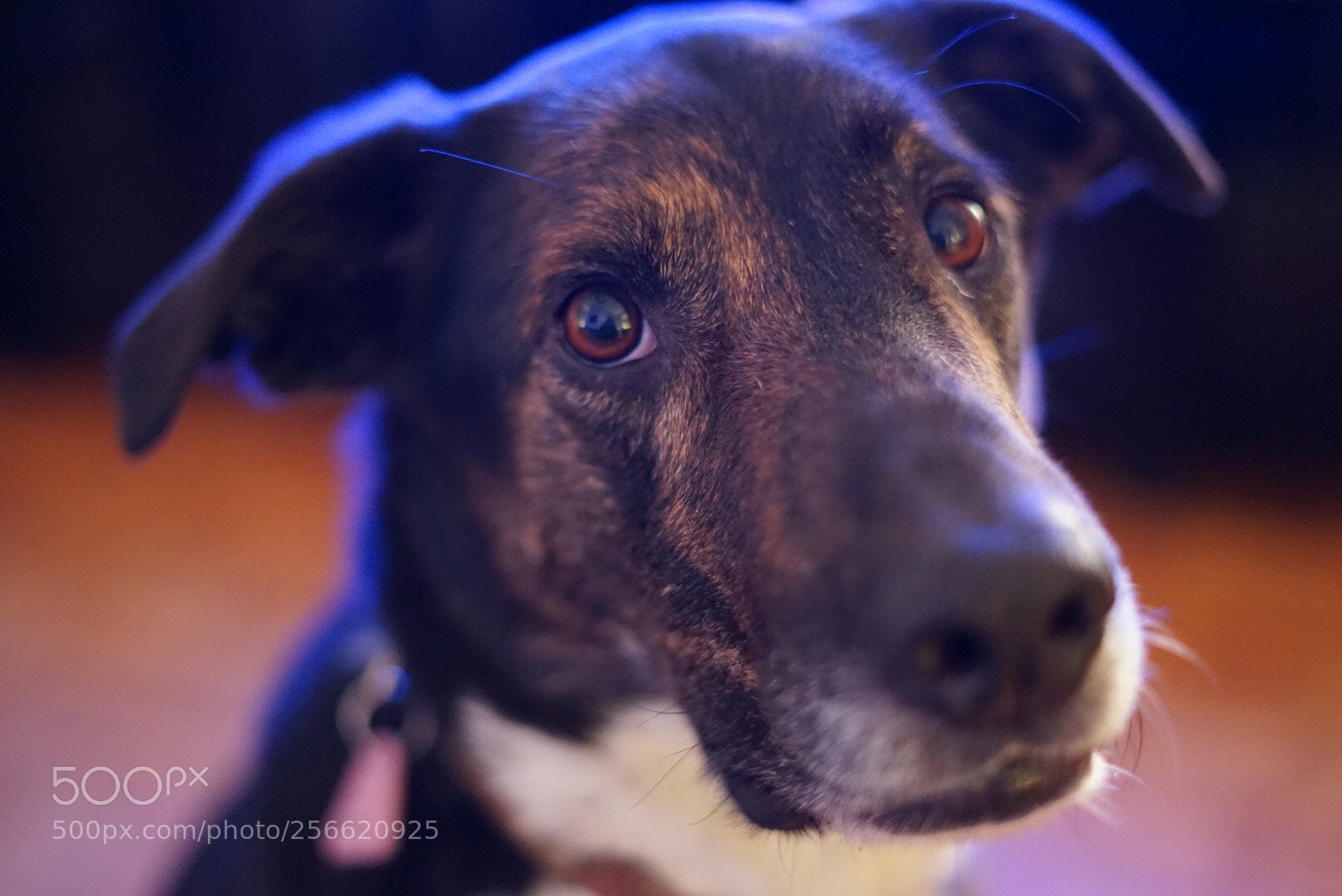 Sony a7 II sample photo. Volko photography
