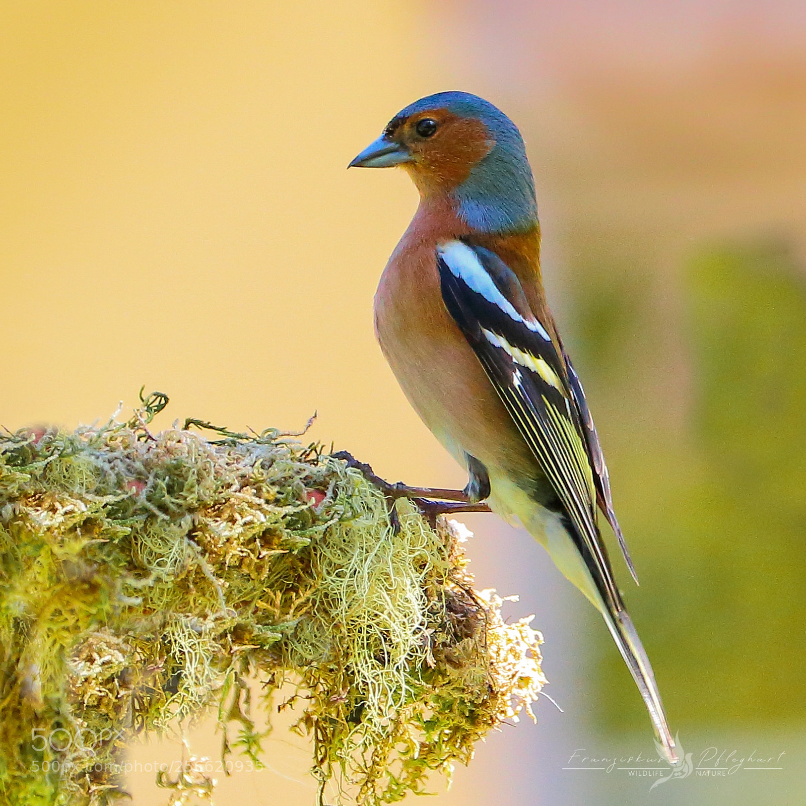 Canon EOS 70D sample photo. Chaffinch photography