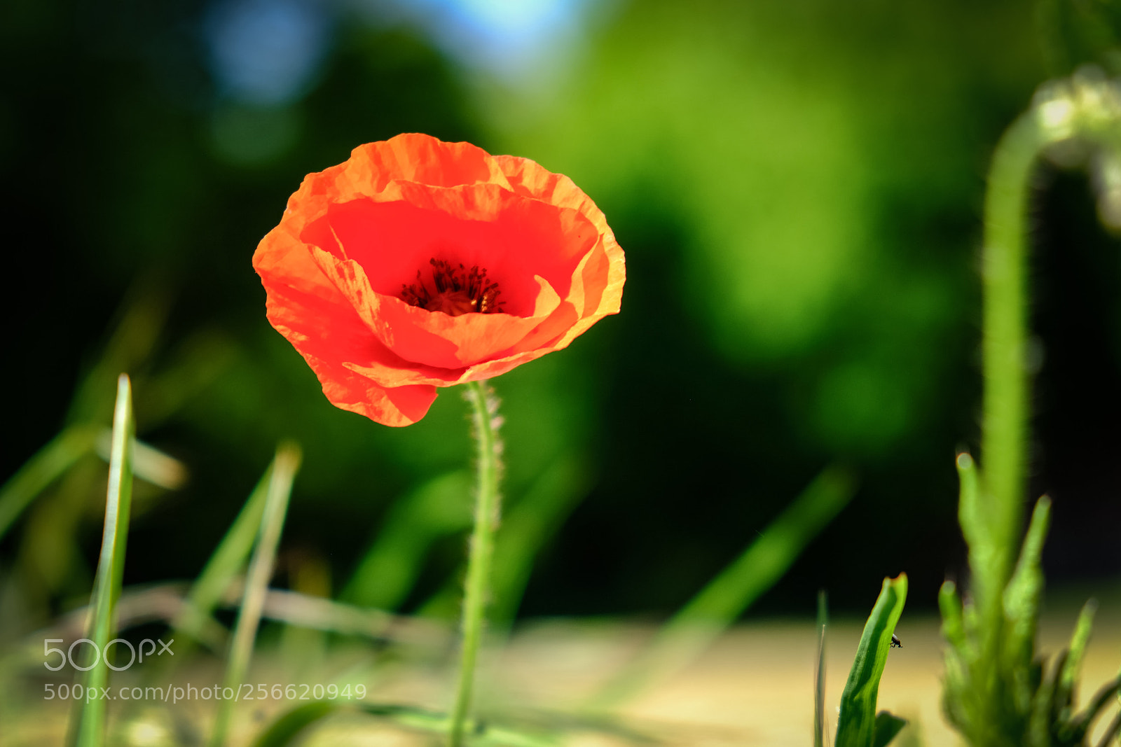 Fujifilm X-T20 sample photo. 'poppy season opening today' photography