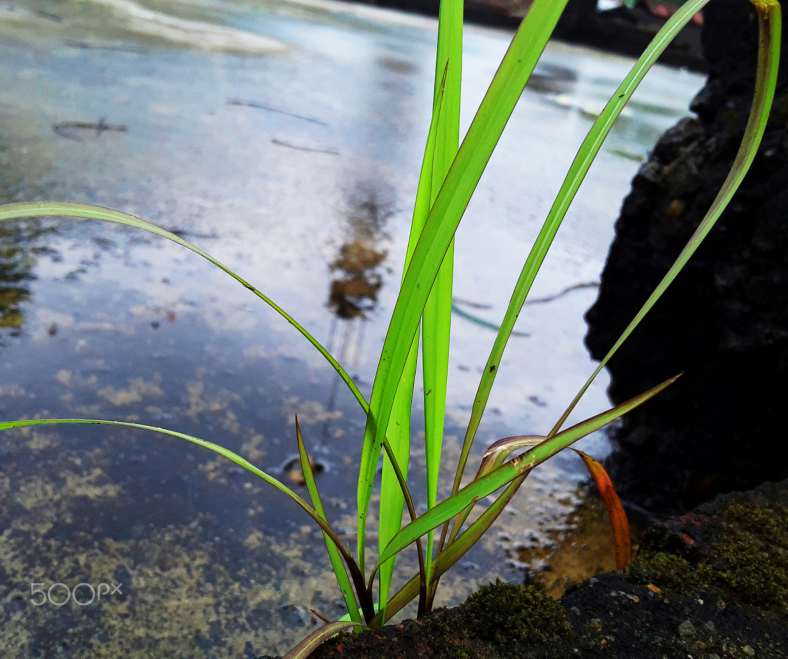 Samsung Galaxy On5 sample photo. Grass photography