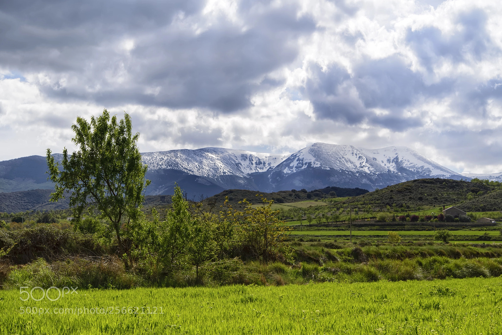 Nikon D610 sample photo. Spring in the moncayo photography