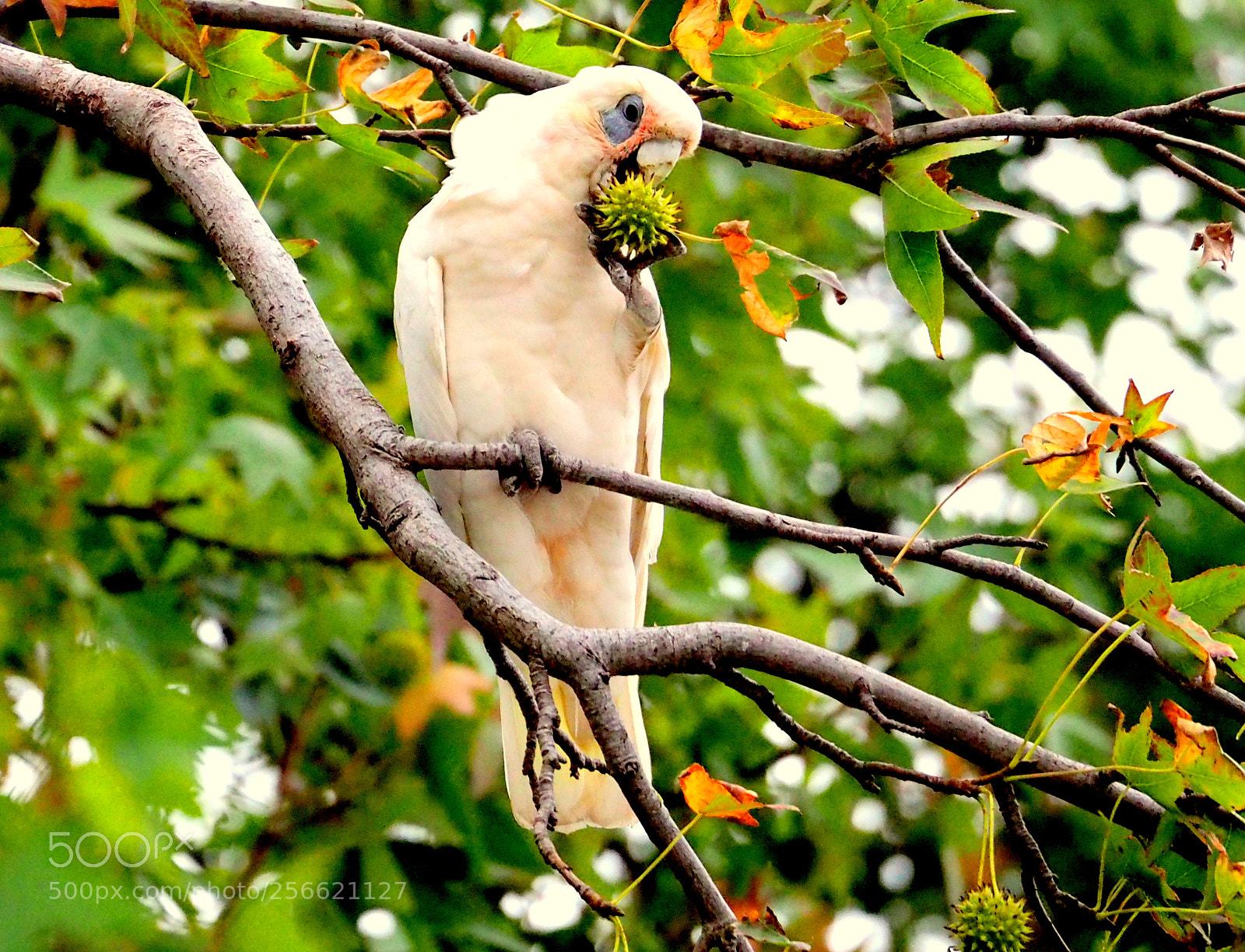 Olympus OM-D E-M5 II sample photo. Parrot.. photography