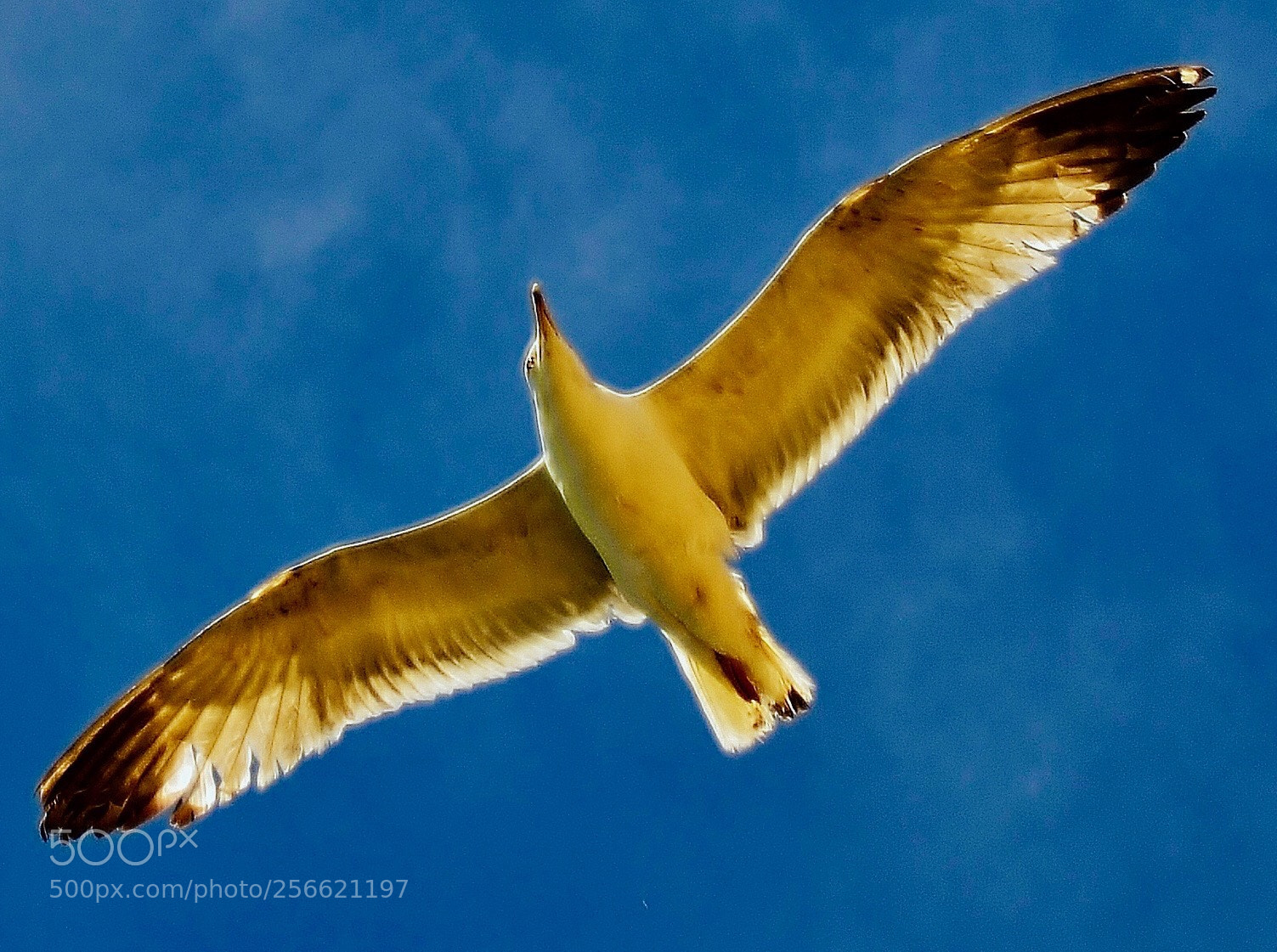 Nikon D7000 sample photo. Beauty of seagull  photography