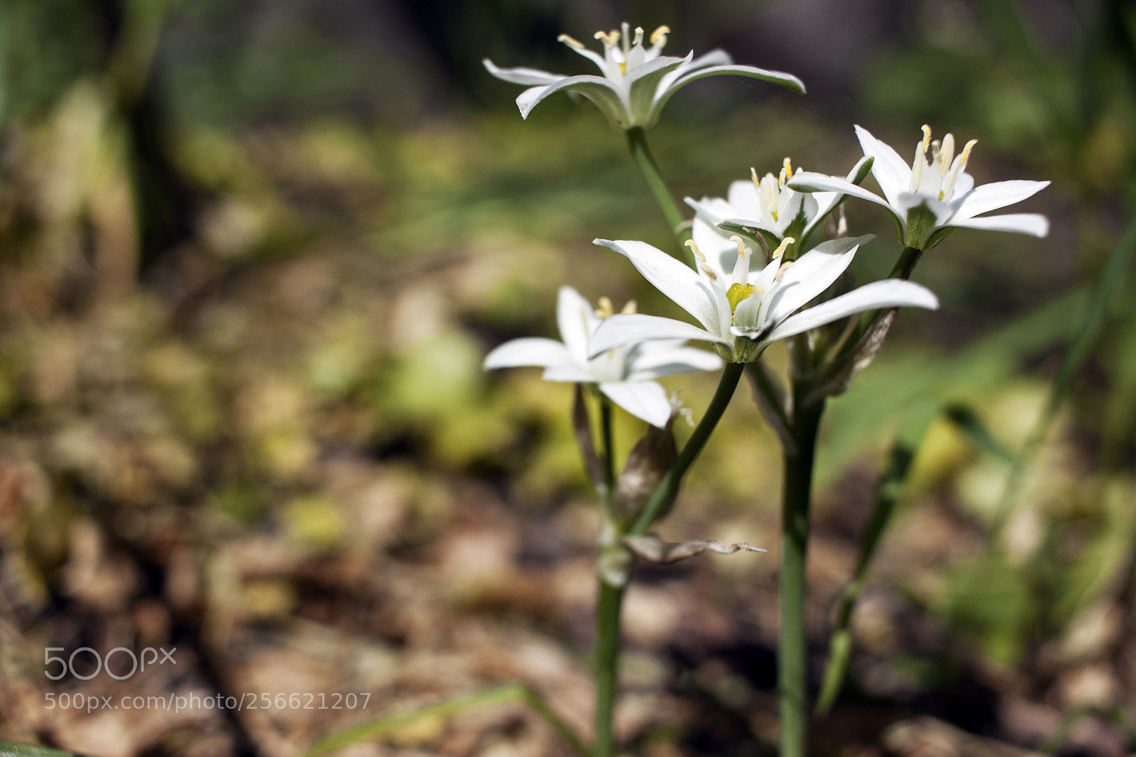 Canon EOS 500D (EOS Rebel T1i / EOS Kiss X3) sample photo. Beautiful wildflowers on a photography