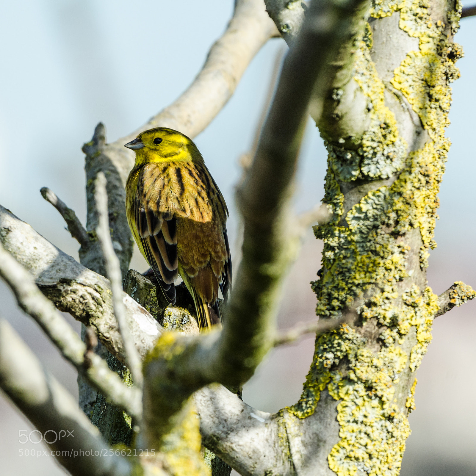 Nikon D7000 sample photo. Yellowhammer photography