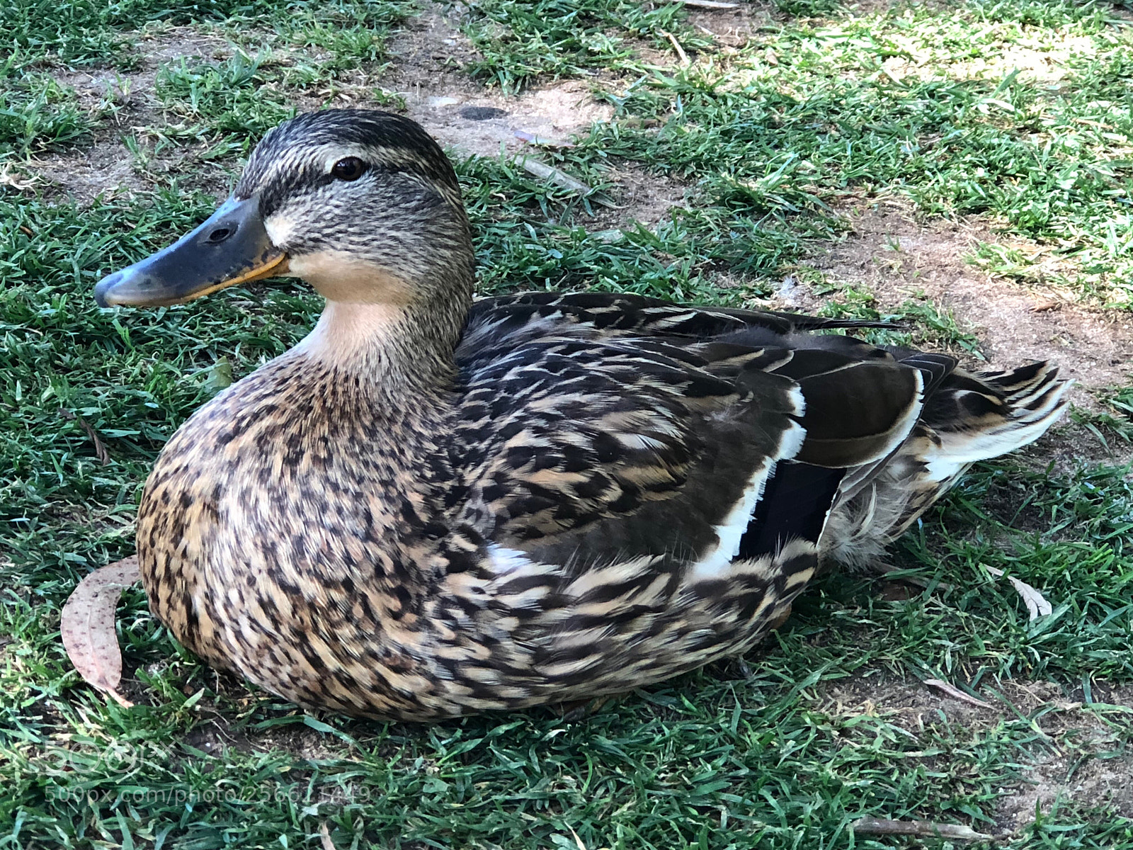Apple iPhone 8 Plus sample photo. Untitled photography