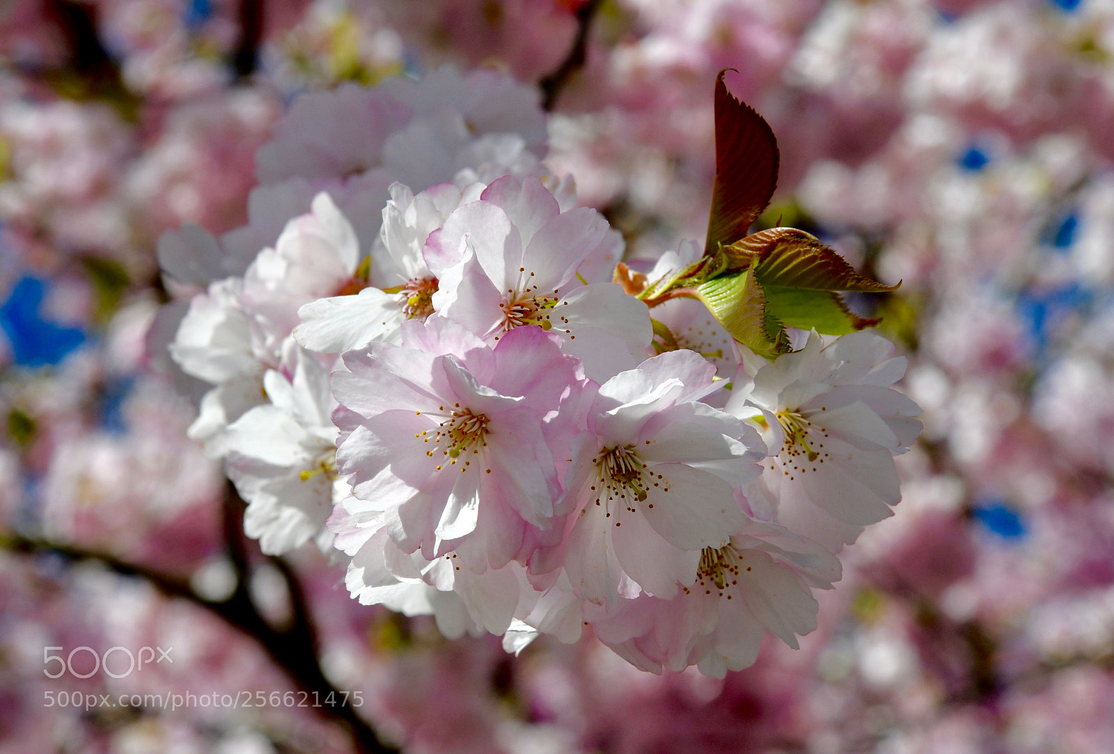 Nikon D500 sample photo. Untitled photography