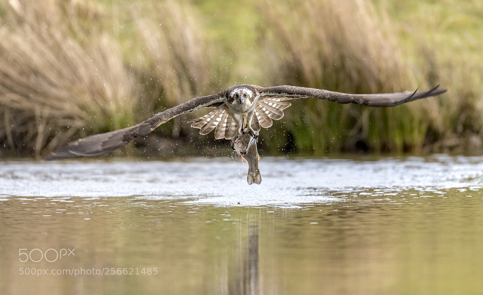 Nikon D850 sample photo. Osprey with breakfast photography