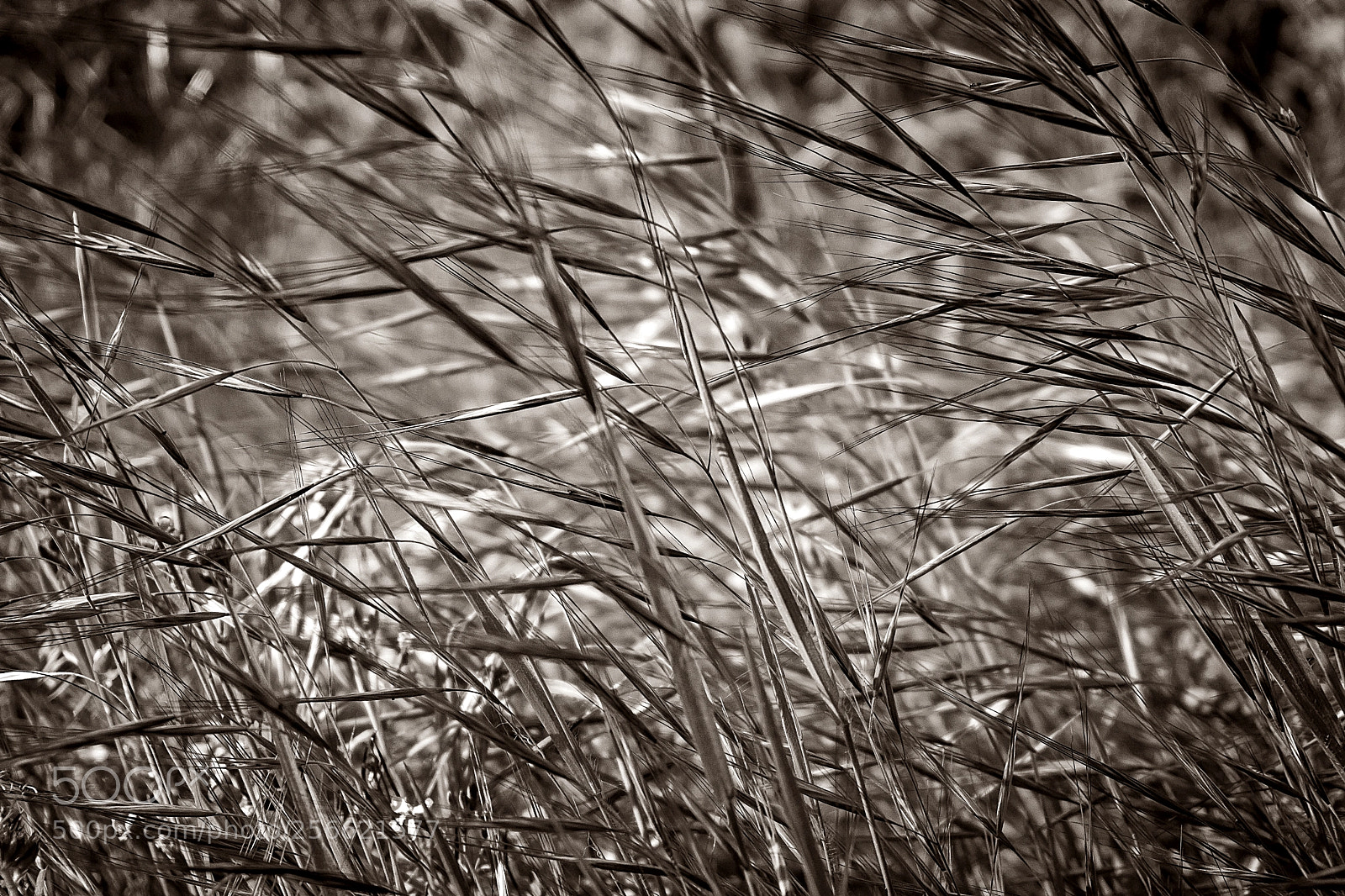 Sony a6000 sample photo. Wind. photography