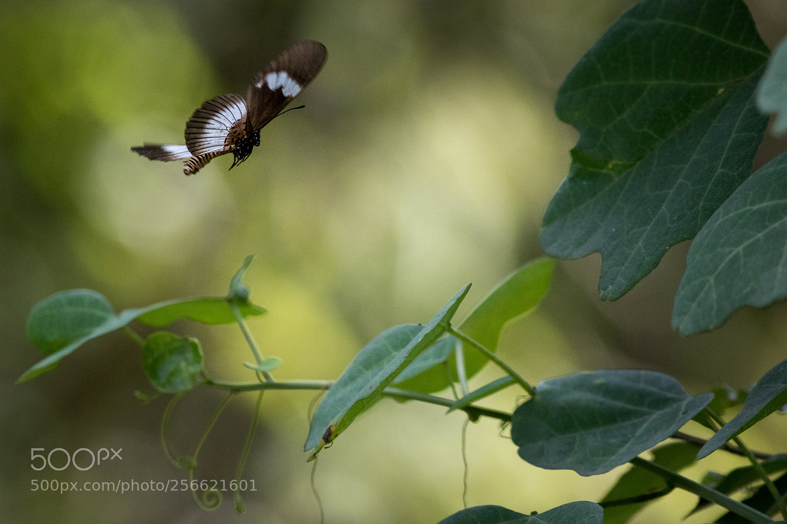 Canon EOS 7D Mark II sample photo. Butterfly photography