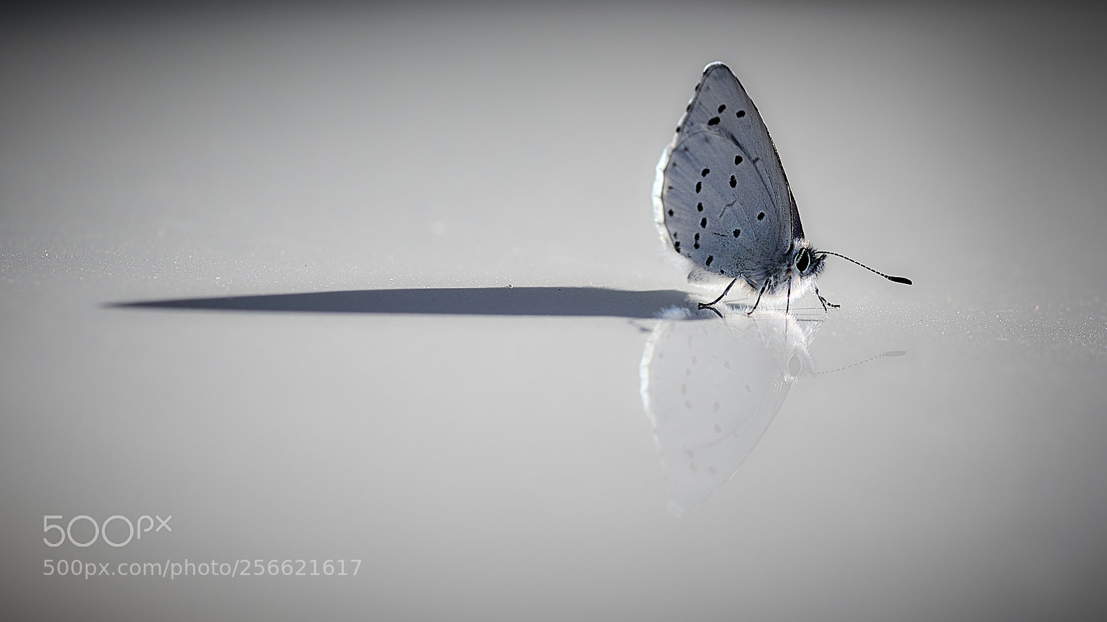 Nikon D850 sample photo. Reflections photography