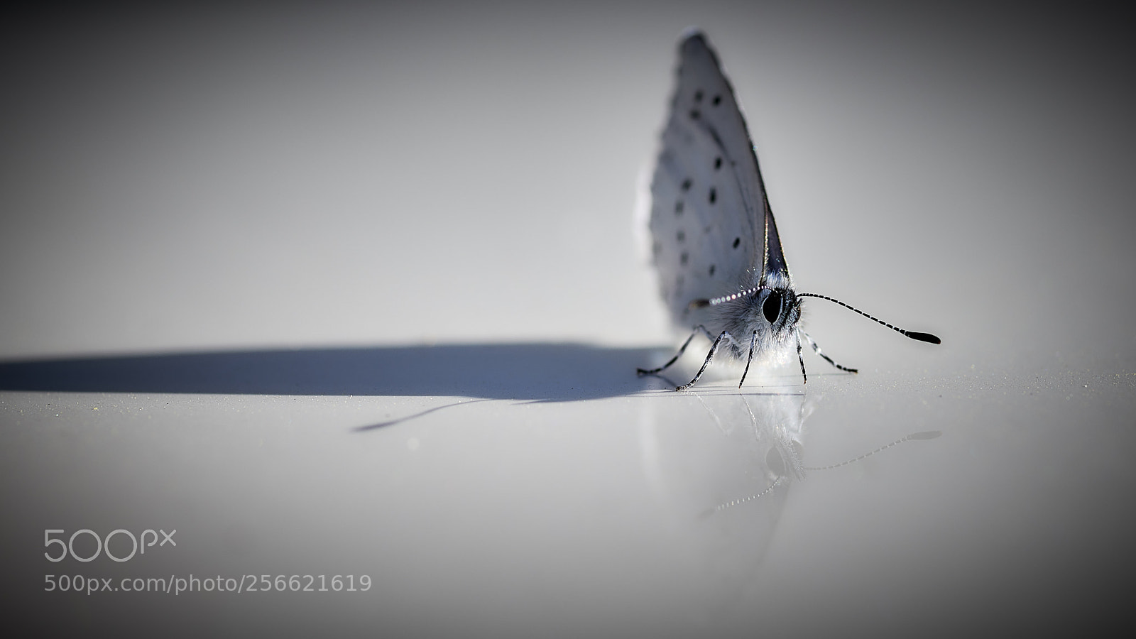 Nikon D850 sample photo. Reflections photography
