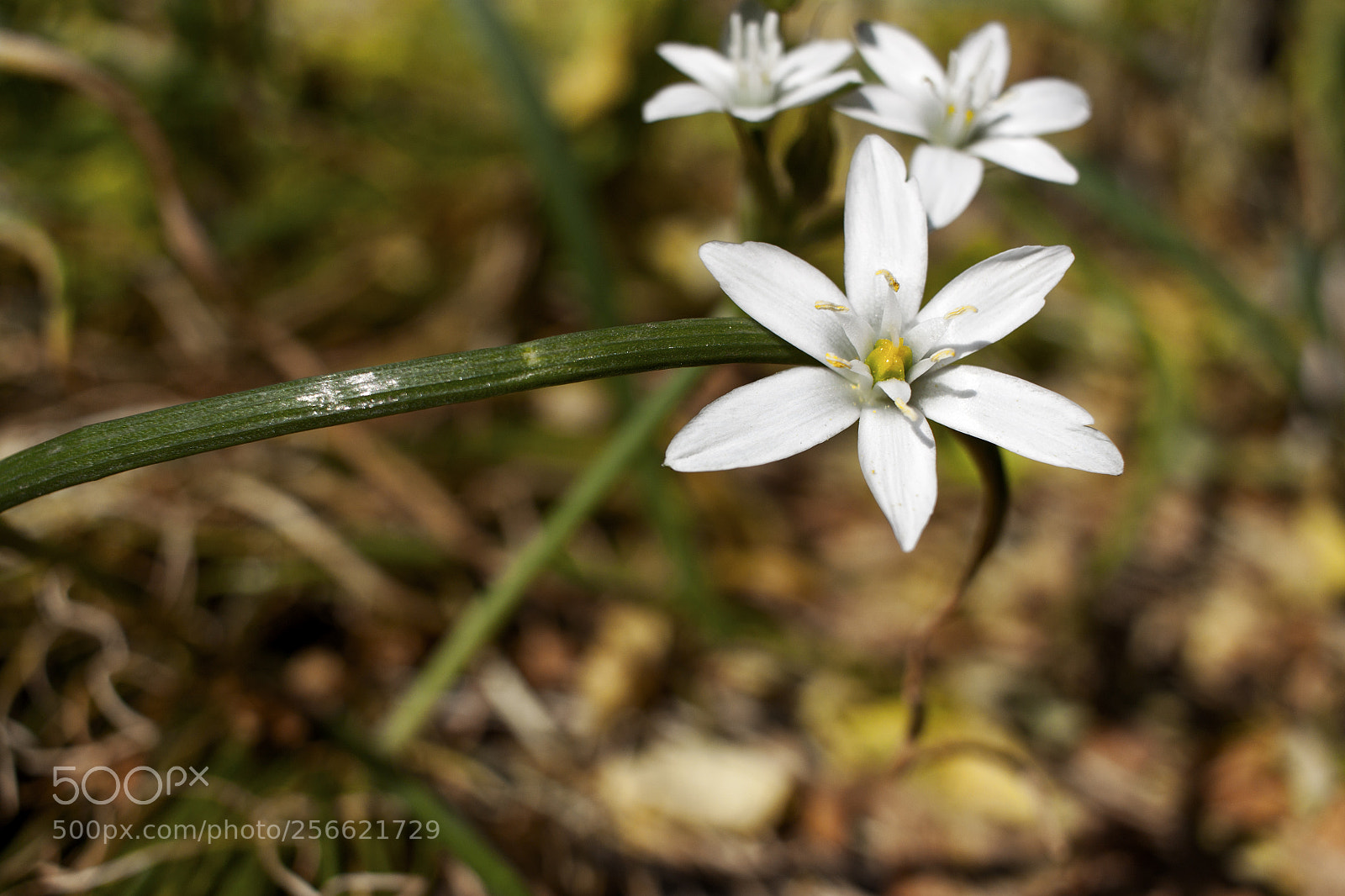 Canon EOS 500D (EOS Rebel T1i / EOS Kiss X3) sample photo. Beautiful wildflowers on a photography