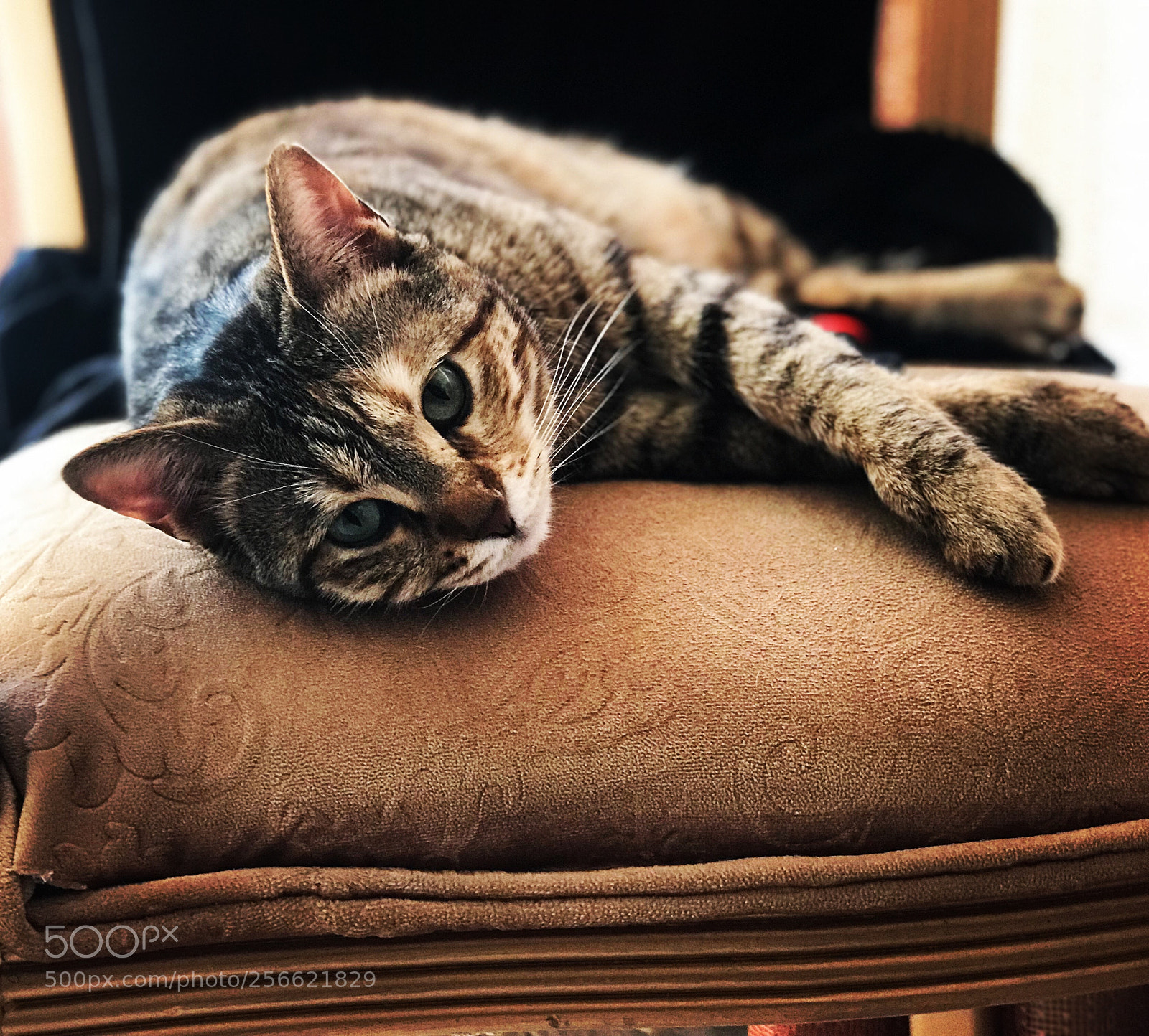 Apple iPhone 7 Plus sample photo. Lazy cat photography
