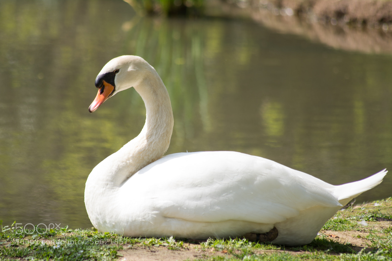 Nikon D5200 sample photo. Swan photography