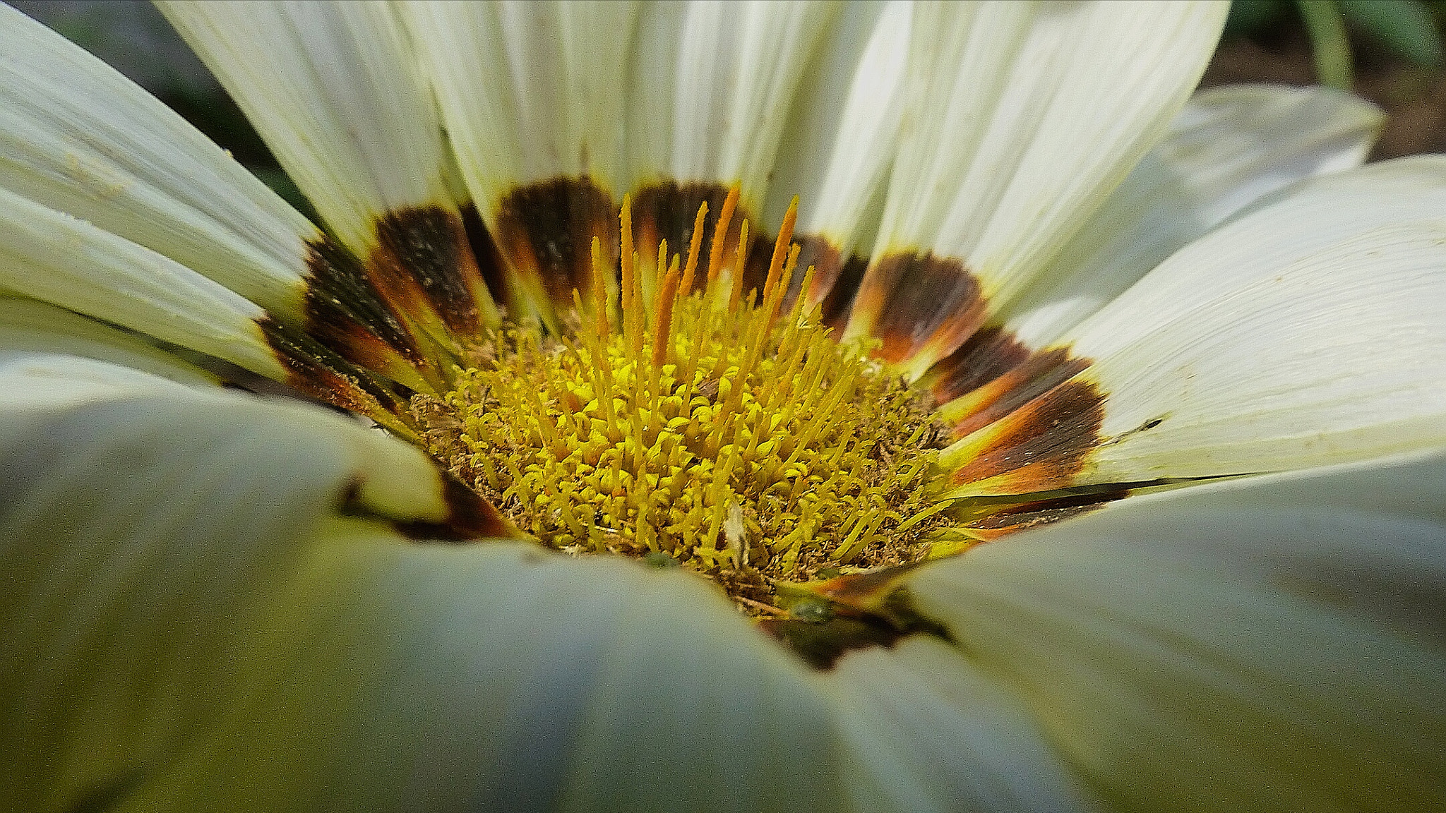 Panasonic Lumix DMC-ZS20 (Lumix DMC-TZ30) sample photo. The forest inside the flower photography