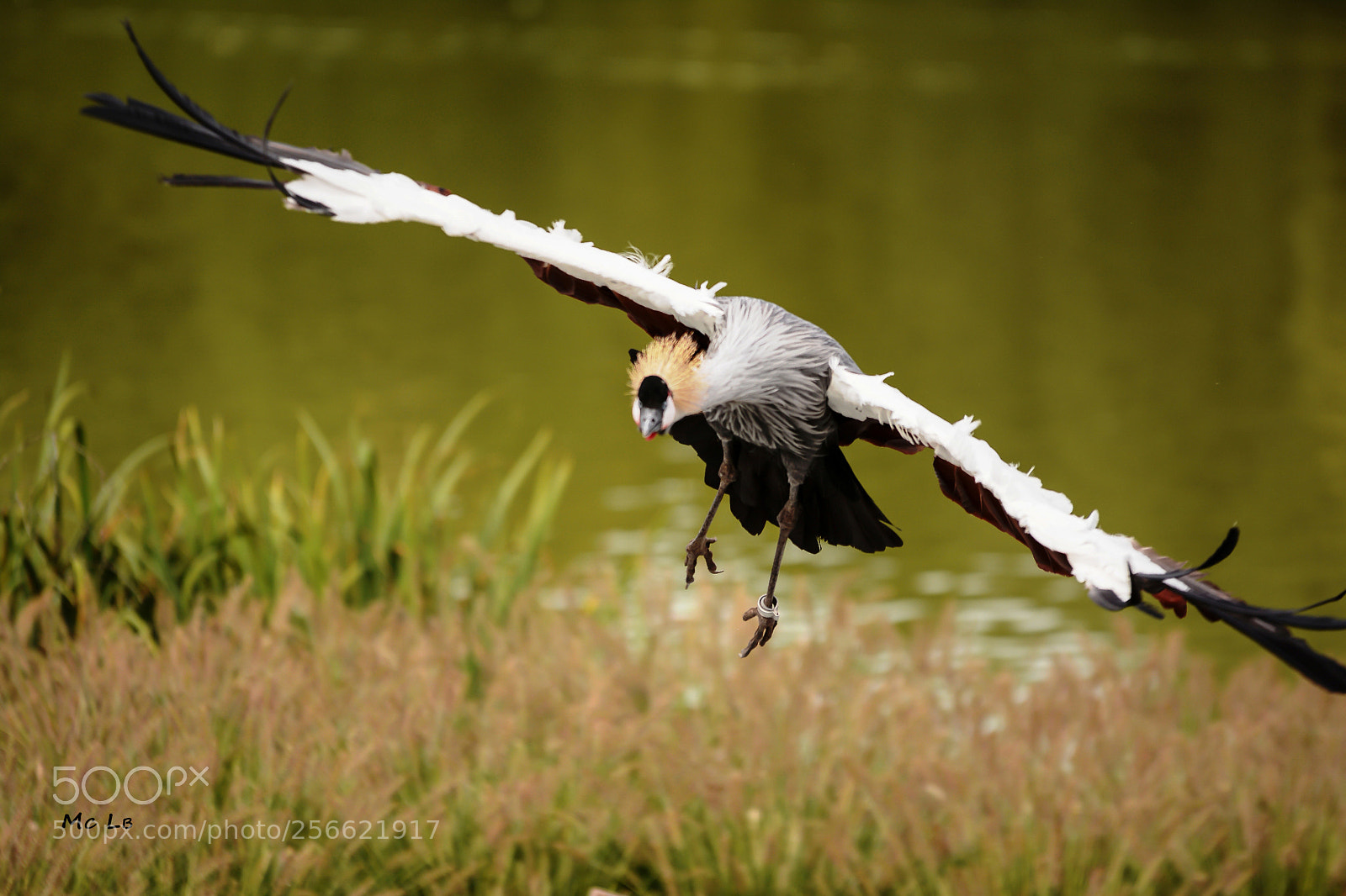 Nikon D7100 sample photo. Balearica regulorum - grue photography