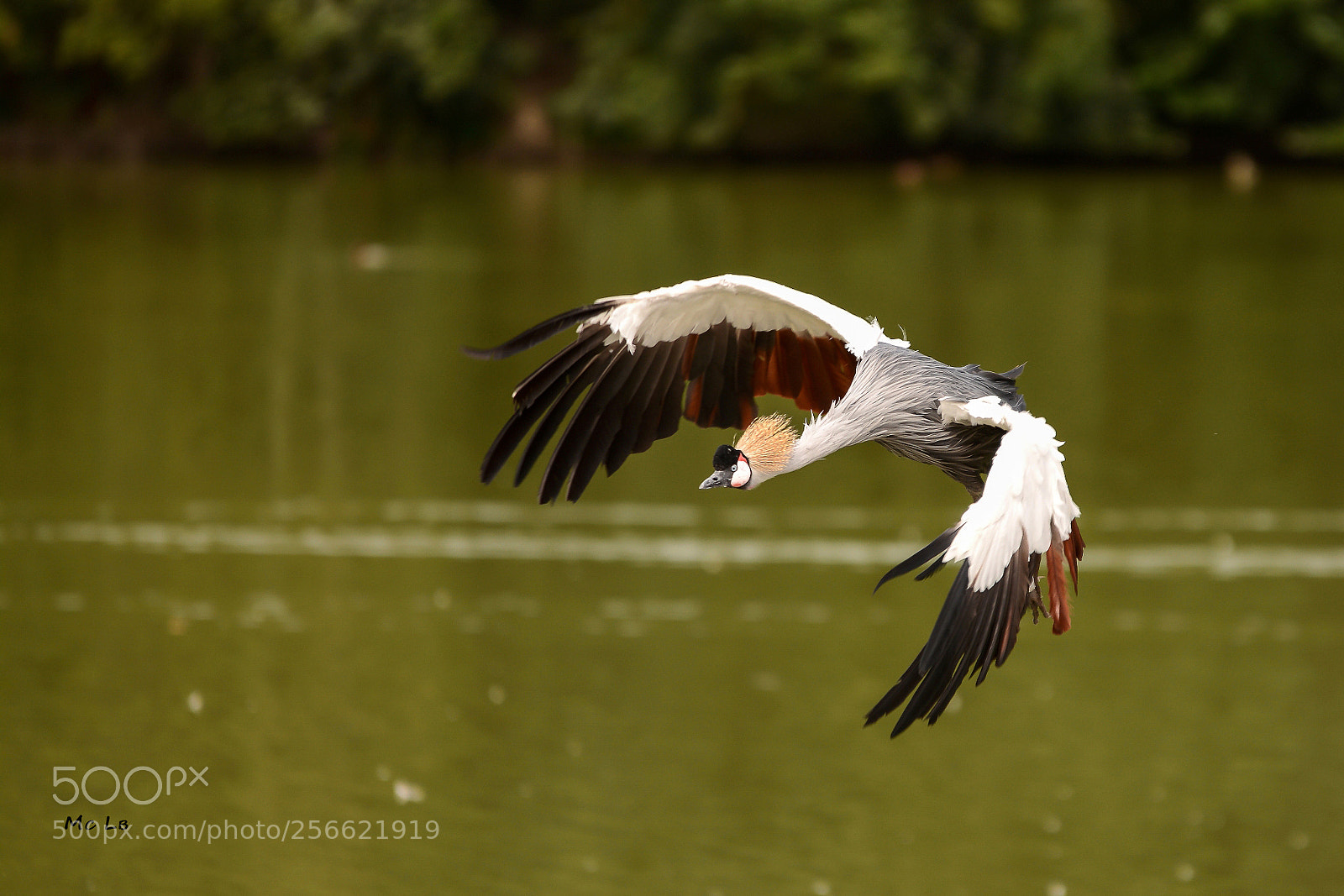 Nikon D7100 sample photo. Balearica regulorum - grue photography