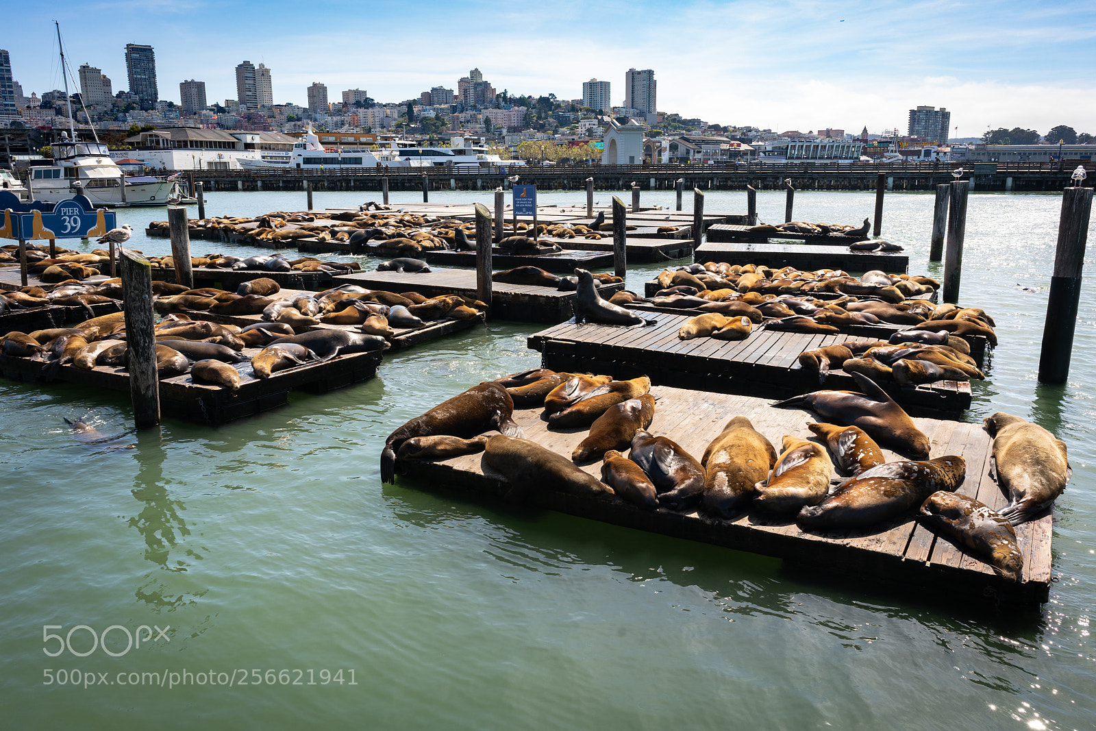 Sony a7R II sample photo. Sea lions photography