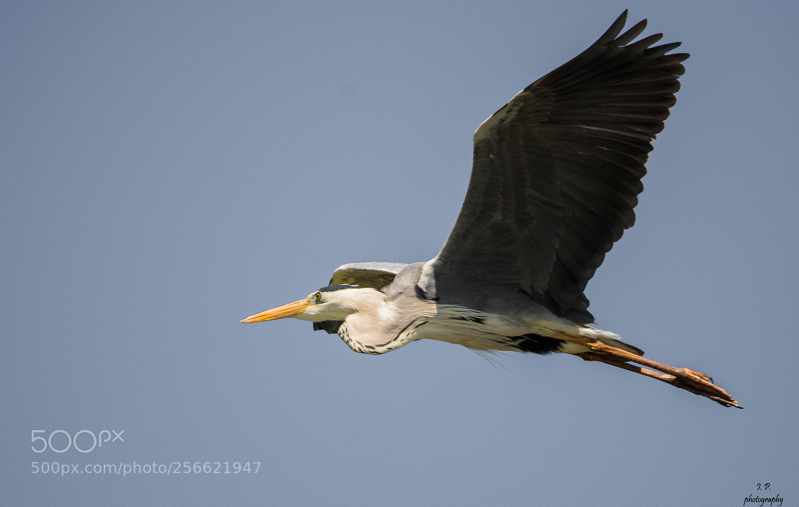 Nikon D7200 sample photo. Grey heron photography