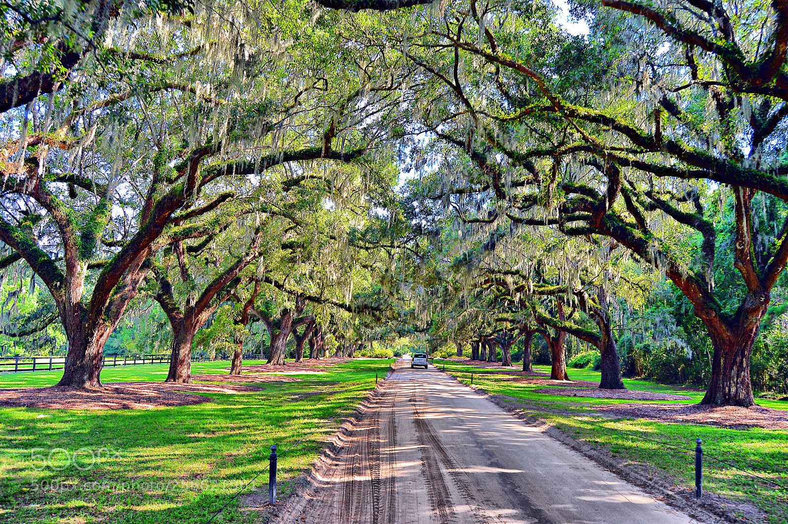 Nikon D3200 sample photo. Oak alley photography