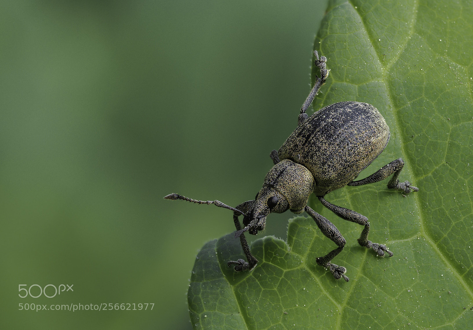 Olympus OM-D E-M1 Mark II sample photo. Curculionidae photography