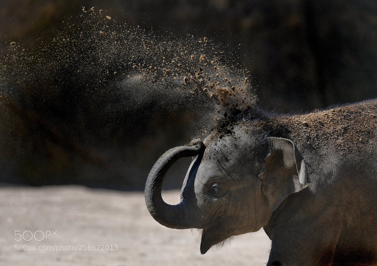 Nikon D850 sample photo. Dust photography