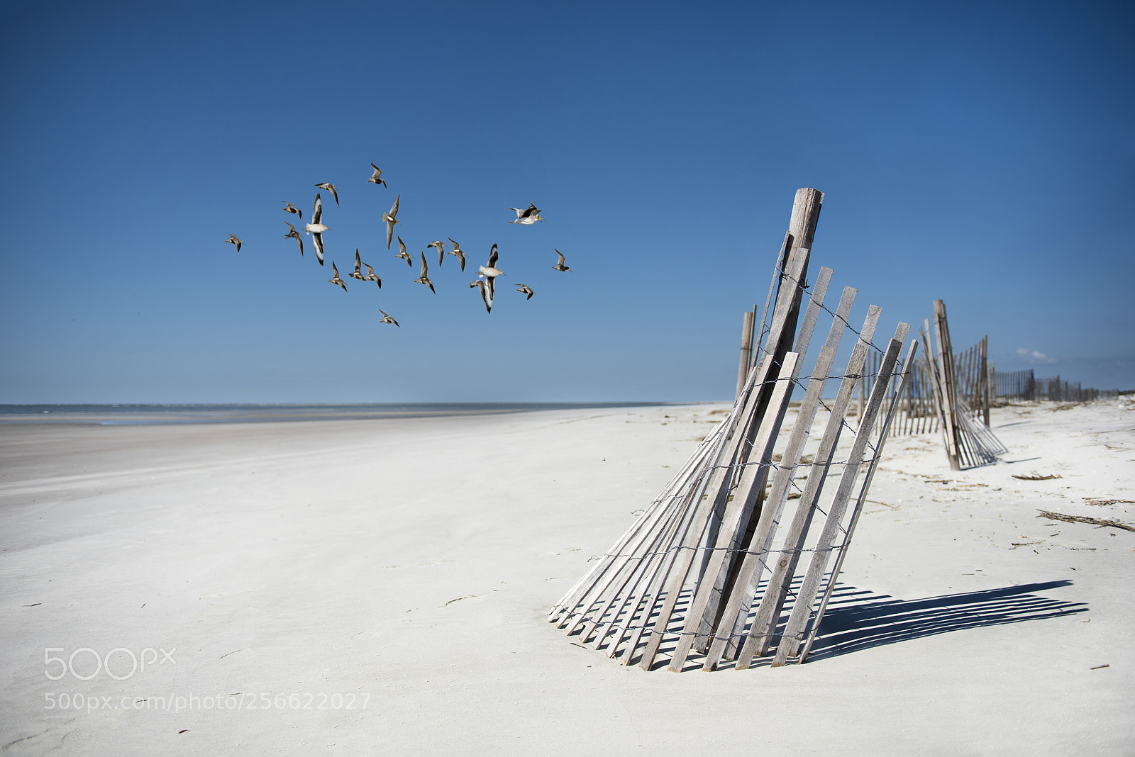 Nikon D810 sample photo. Fripp island photography