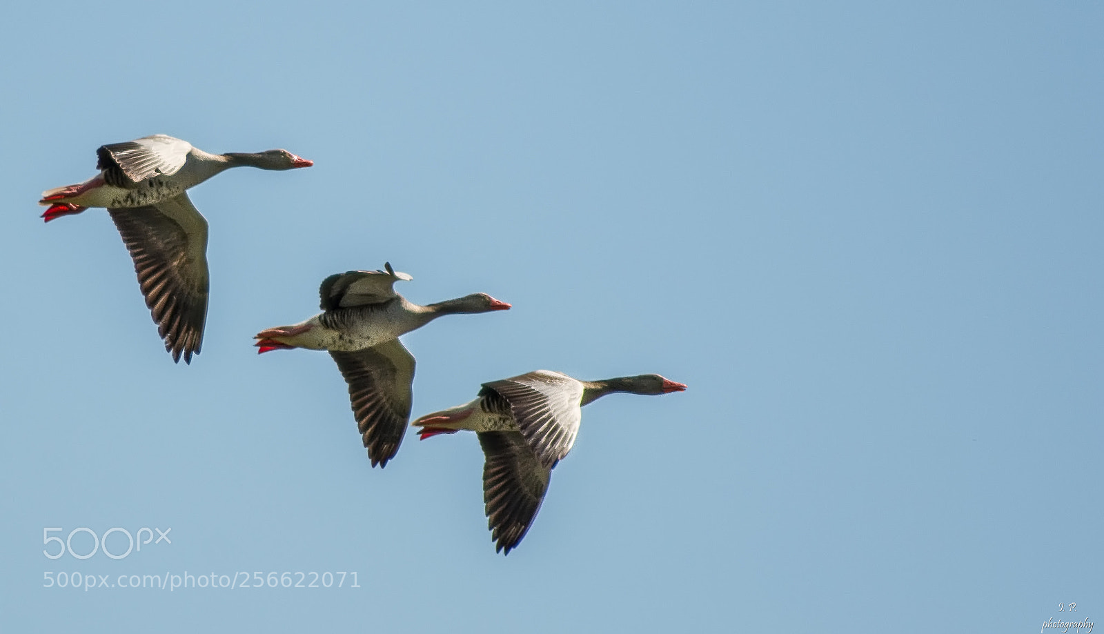 Nikon D7200 sample photo. Greylag goose photography