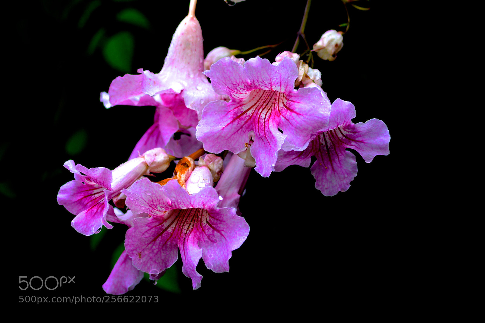 Nikon D7100 sample photo. Bougainvillea photography