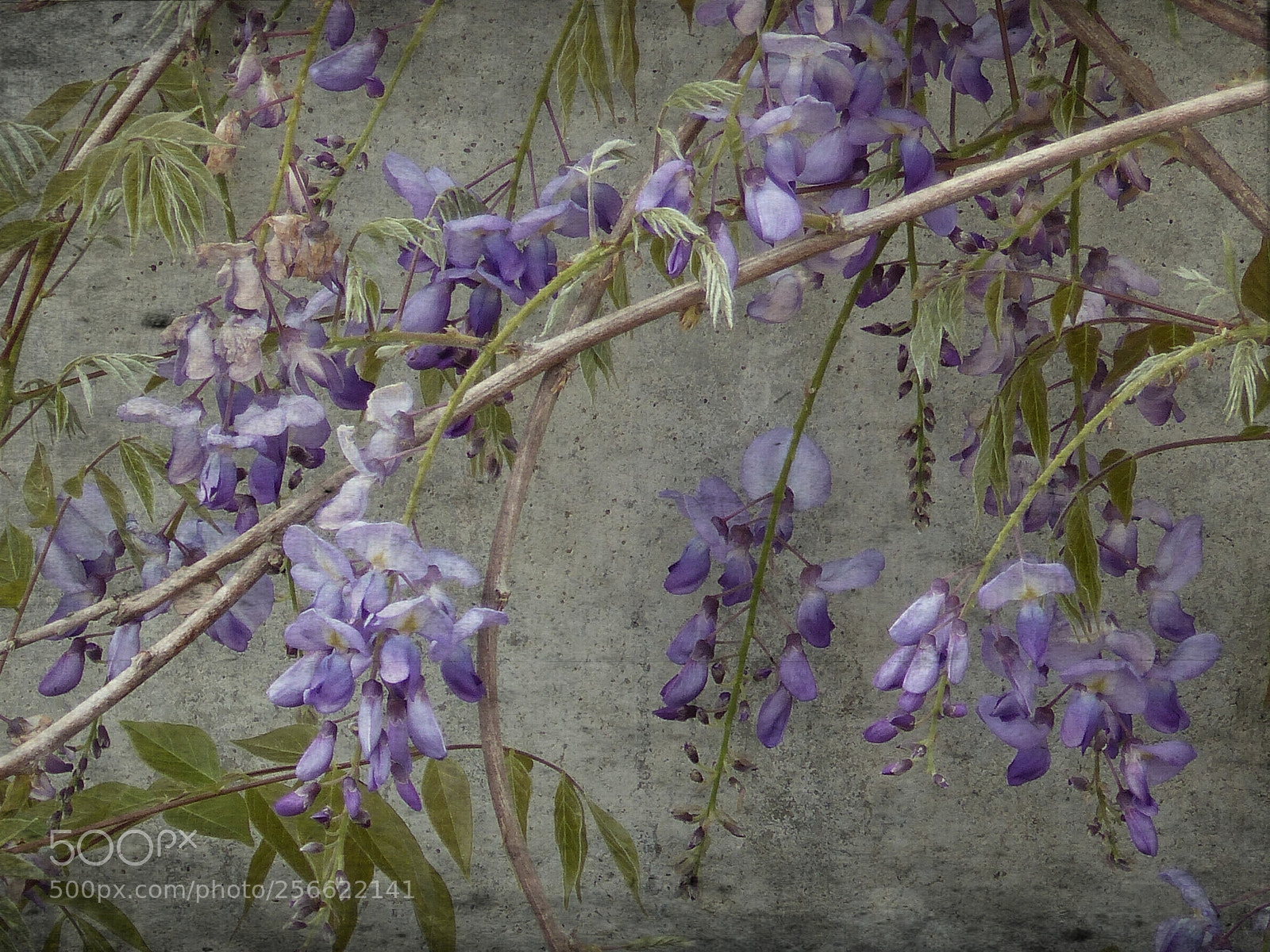 Panasonic Lumix DMC-FZ200 sample photo. M@i.... photography
