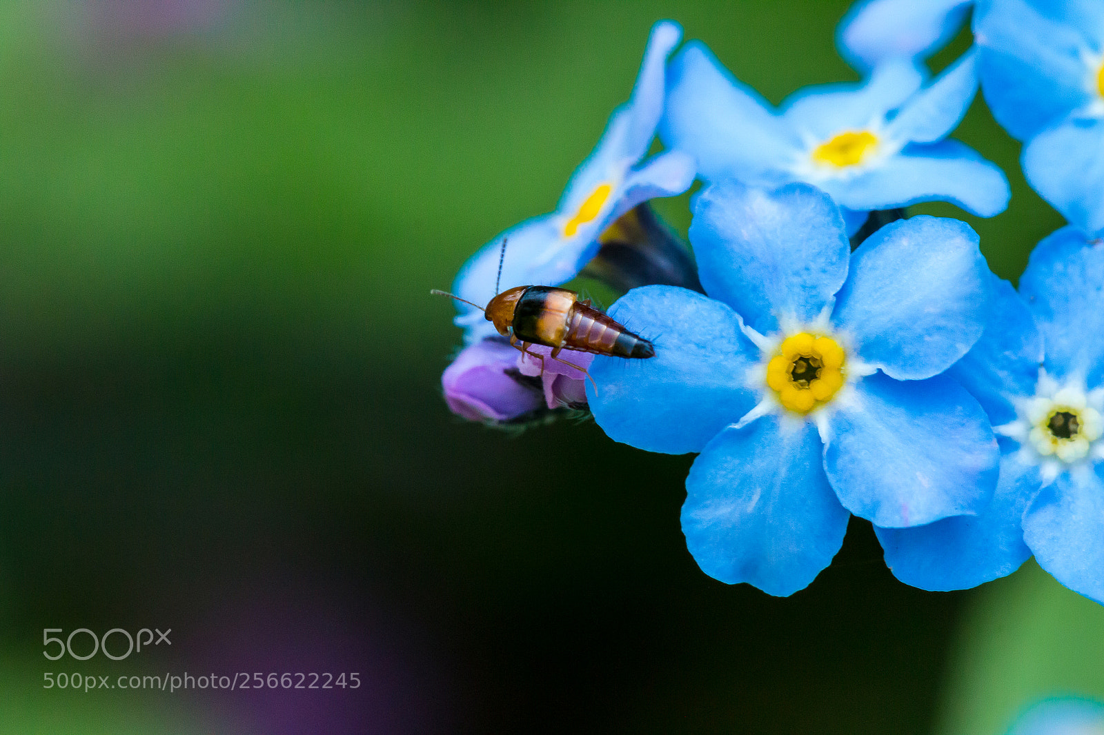 Canon EOS 70D sample photo. Myosotis sylvatica - forget photography