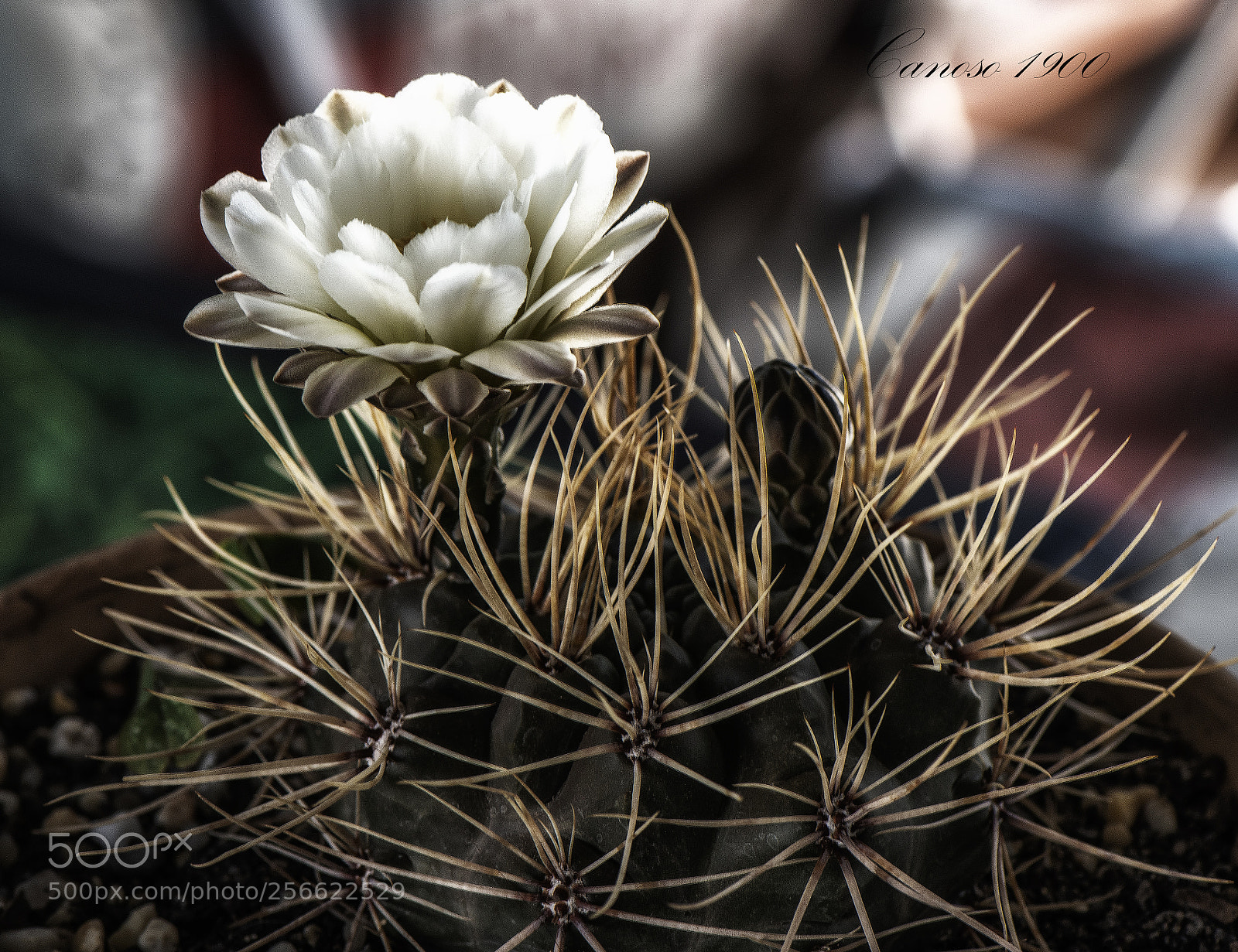 Nikon D810 sample photo. Flor cactus photography