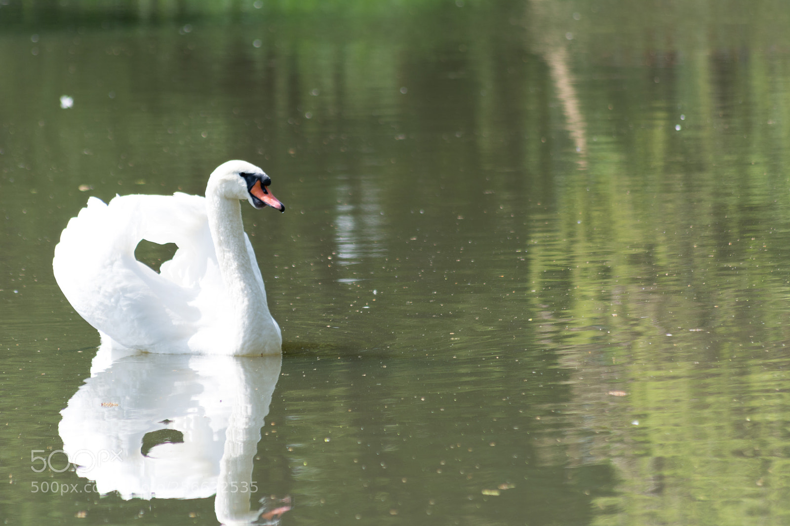 Nikon D5200 sample photo. Cigno photography