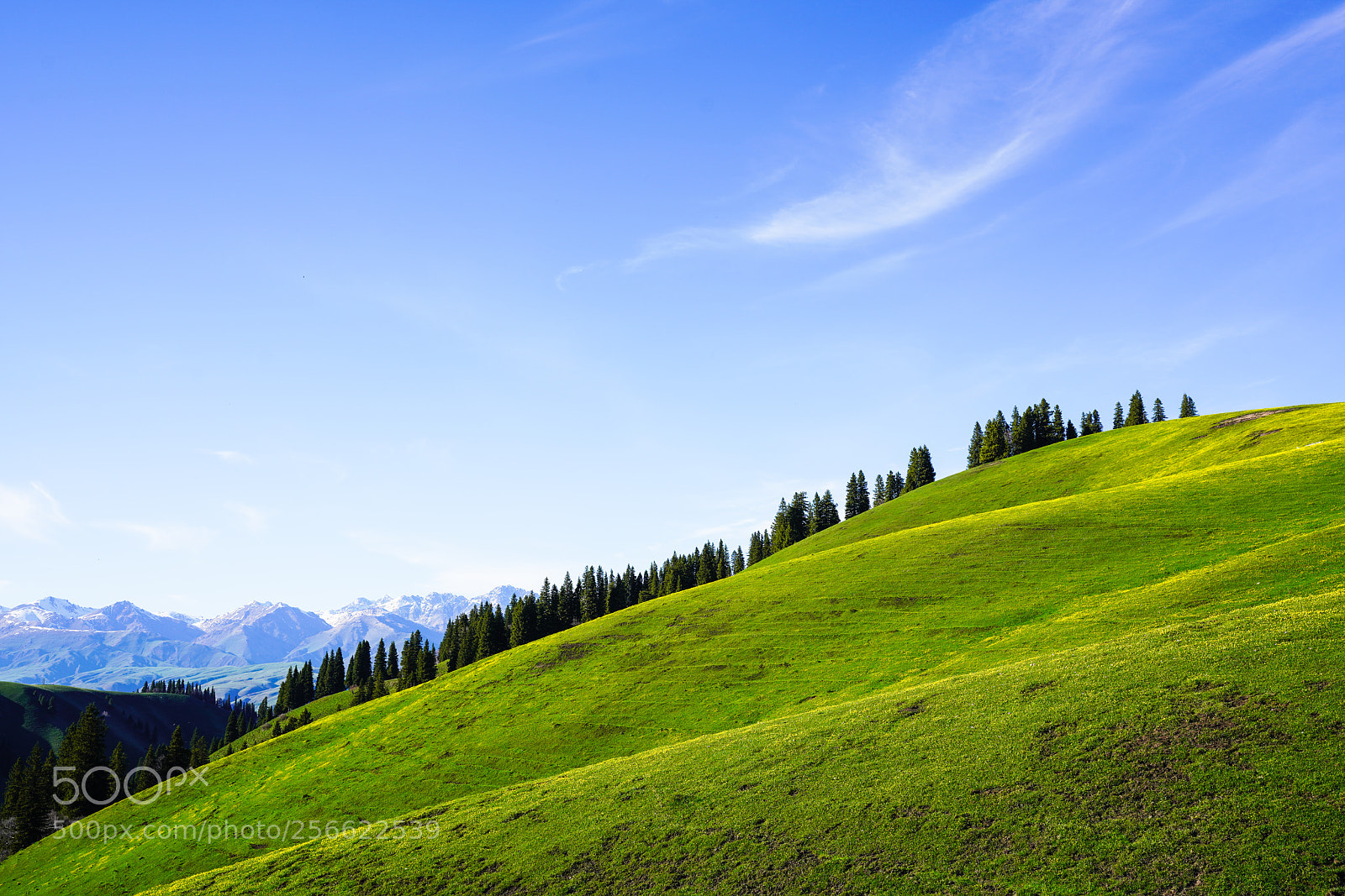 Sony a7R III sample photo. Nalat grassland photography