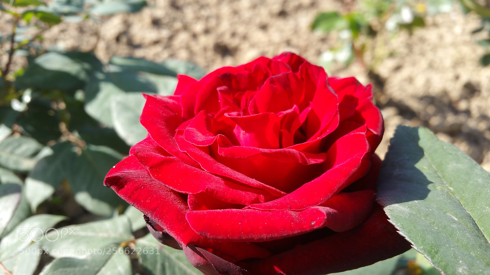 Samsung Galaxy Note4 sample photo. Red rose photography