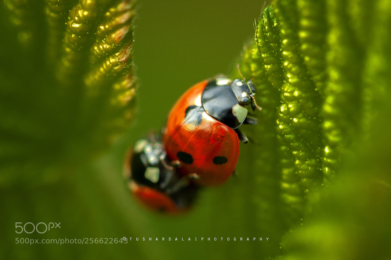 Canon EOS 50D sample photo. Lady bug photography