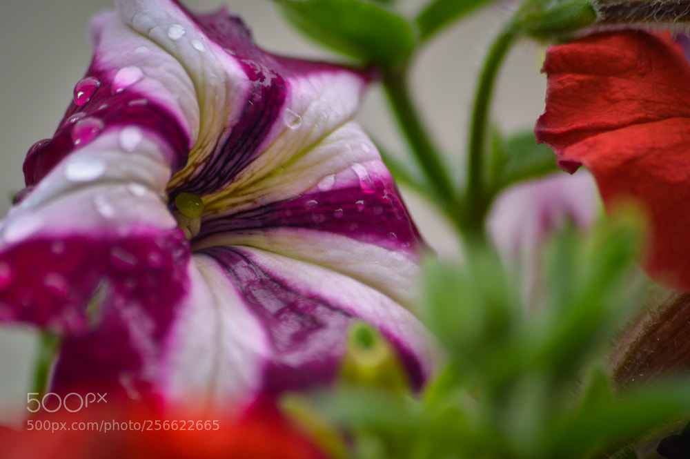 Nikon D3200 sample photo. Flowers water drops photography