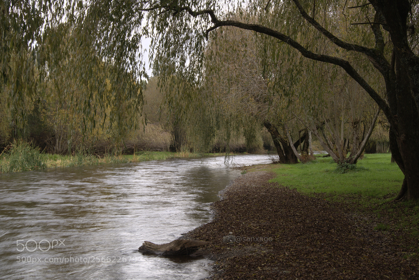 Sony SLT-A58 sample photo. Riodamas* photography