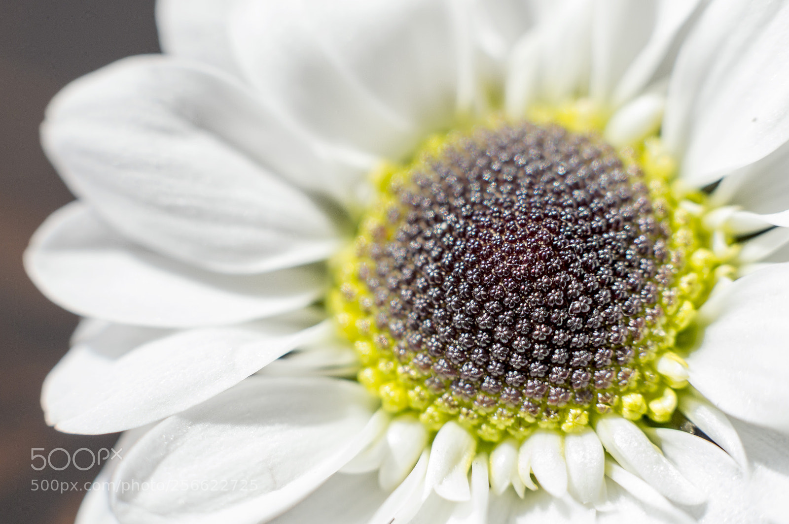Nikon D3200 sample photo. Flower white and green photography