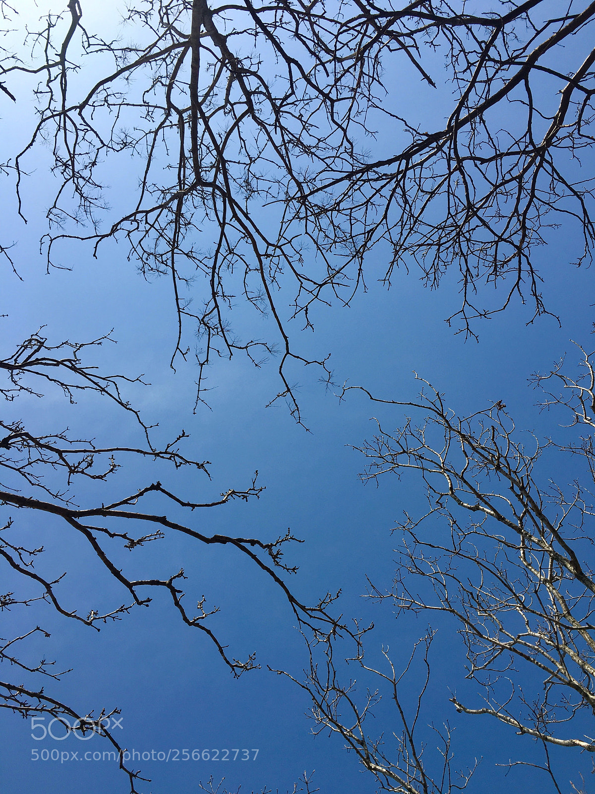 Apple iPhone 6s sample photo. Untitled photography