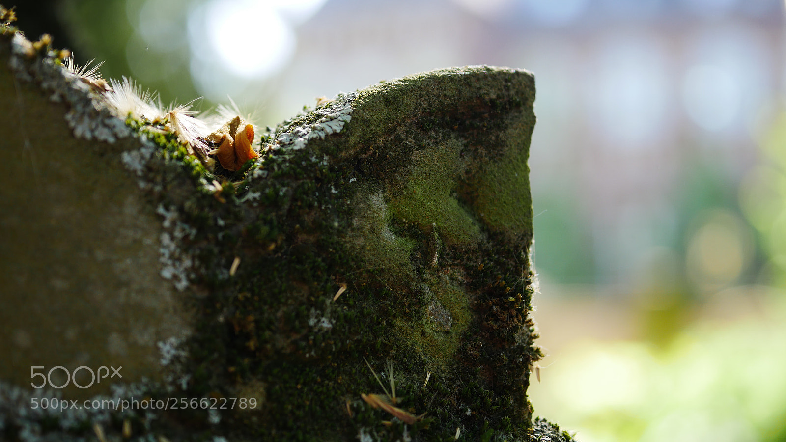 Panasonic DMC-G70 sample photo. Untitled photography