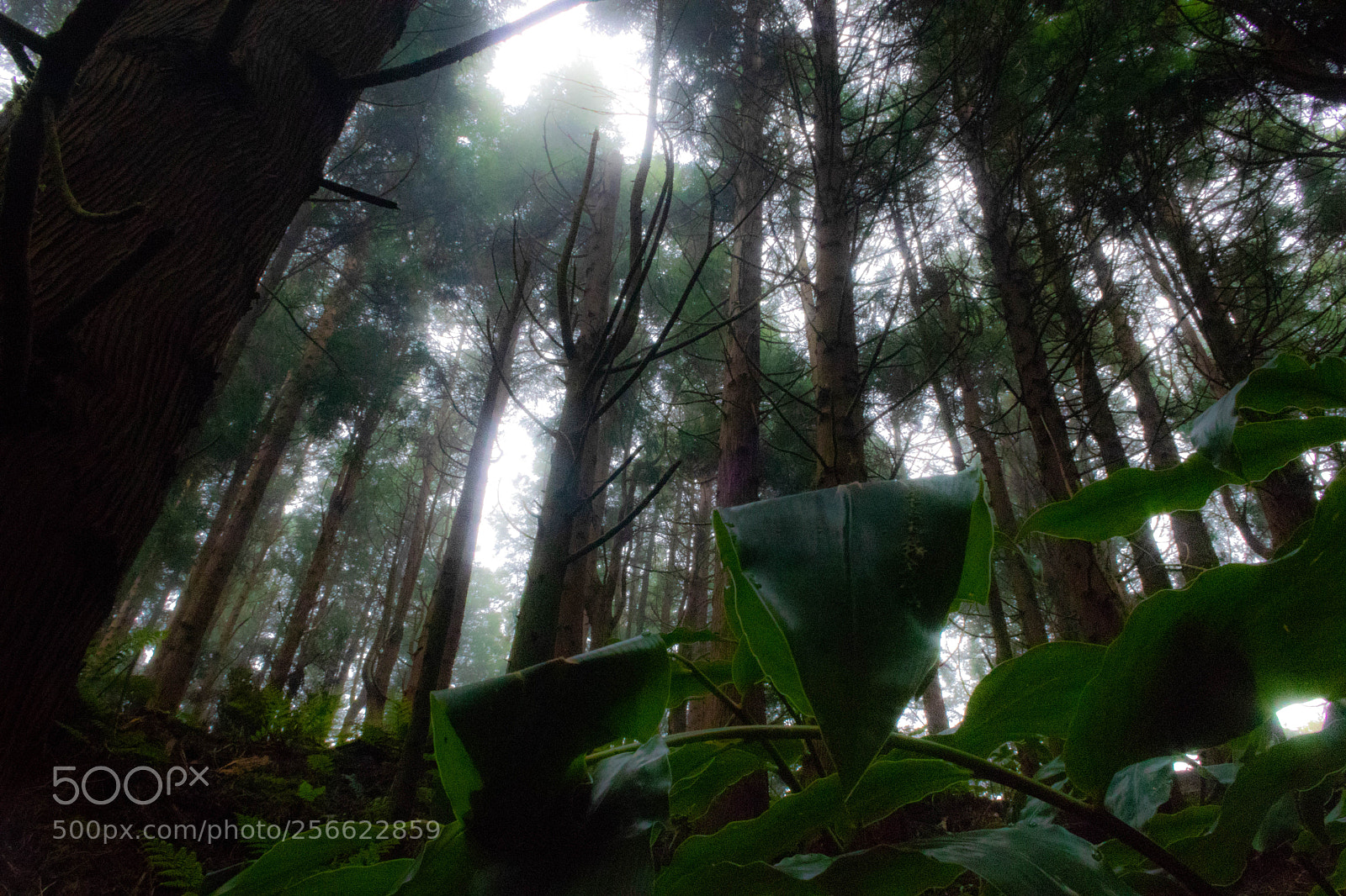 Canon EOS 80D sample photo. Rainforest photography