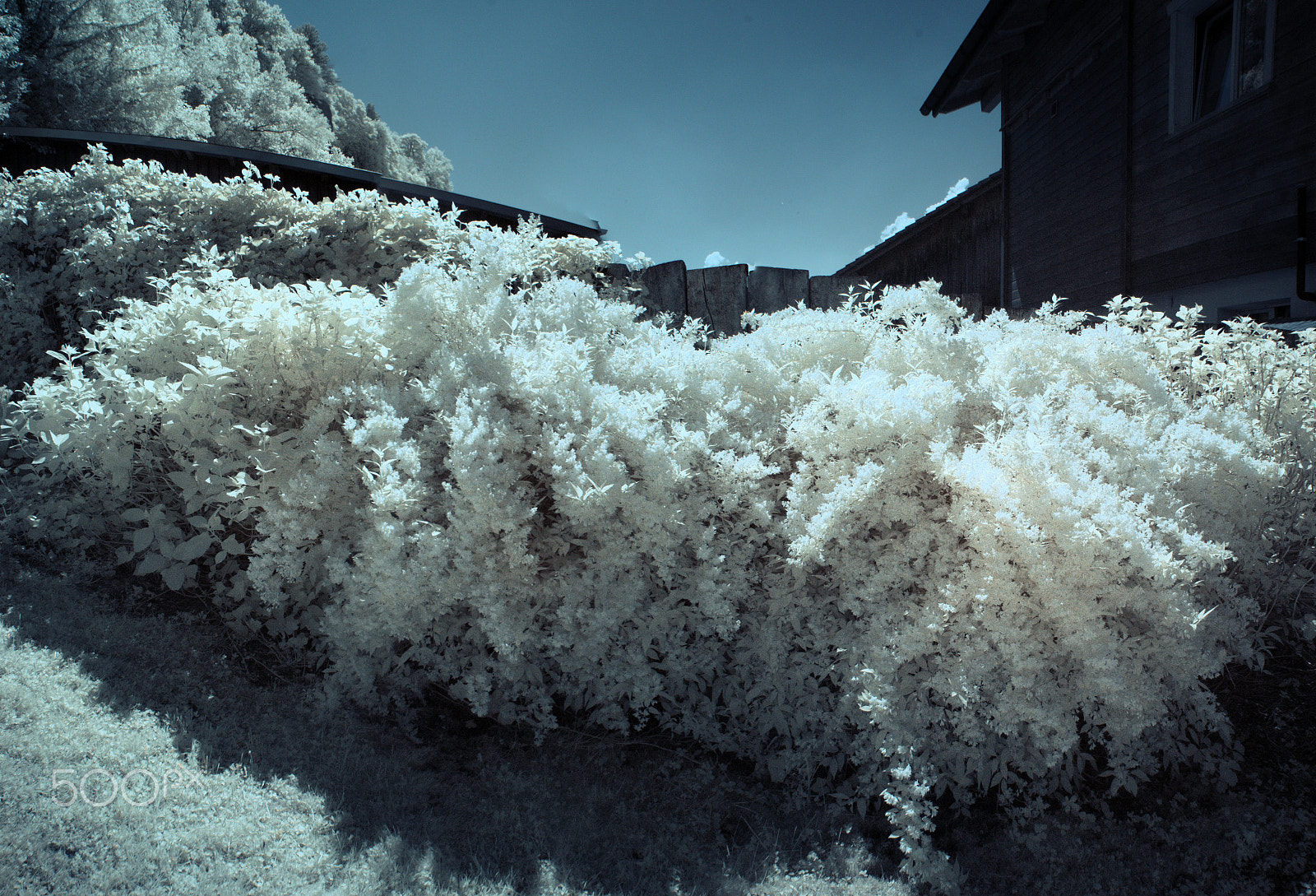 Nikon D80 sample photo. Garden in ir photography