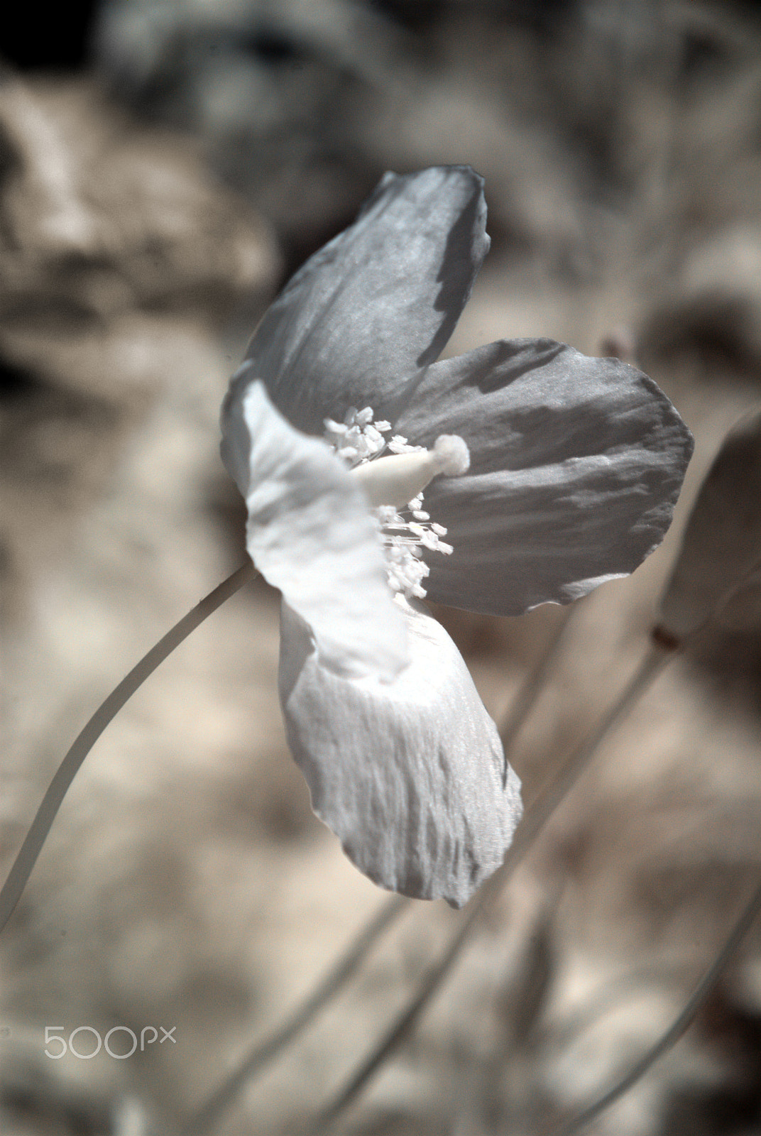Nikon D80 sample photo. Californian poppy in ir photography
