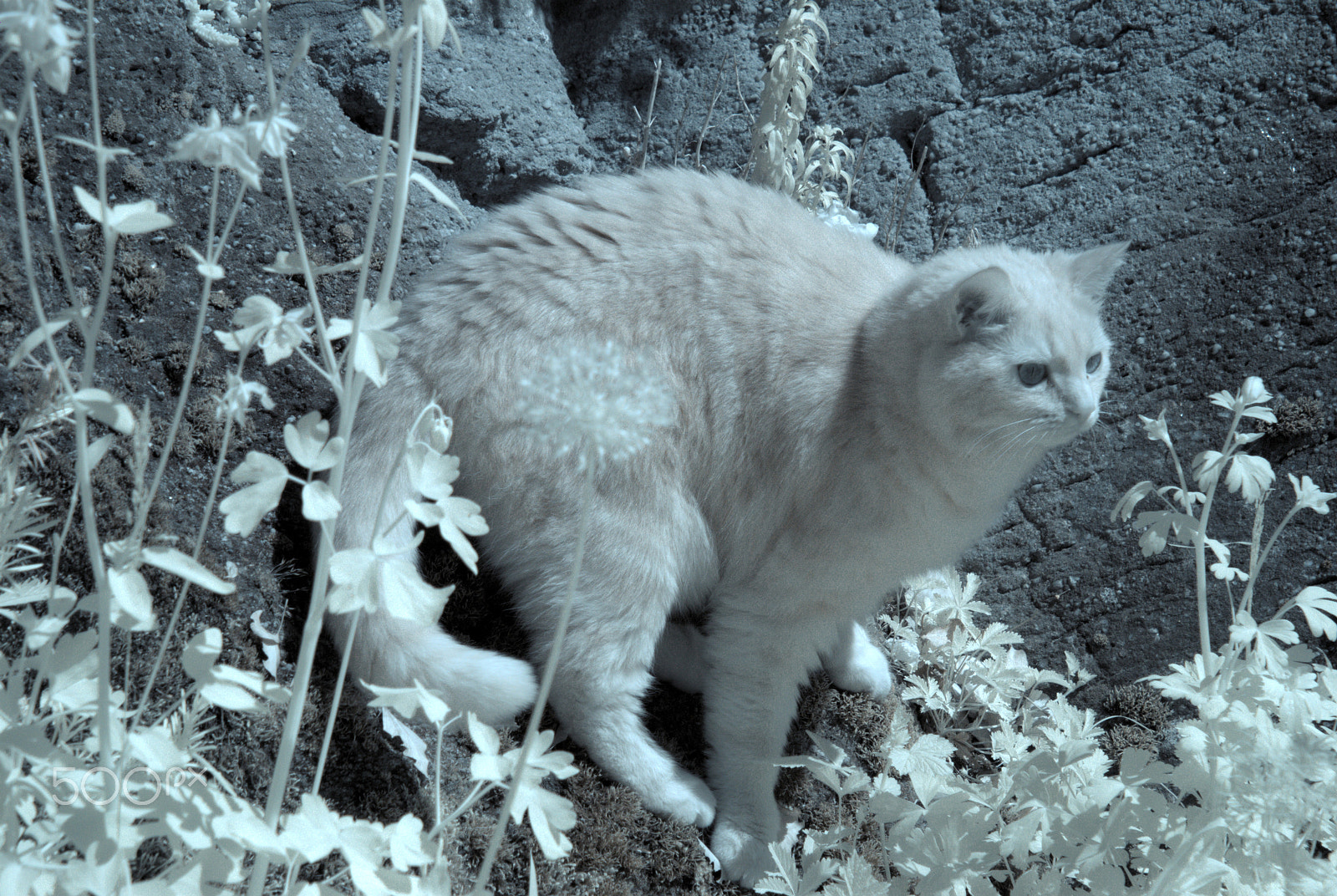 Nikon D80 sample photo. Tomcat in ir photography
