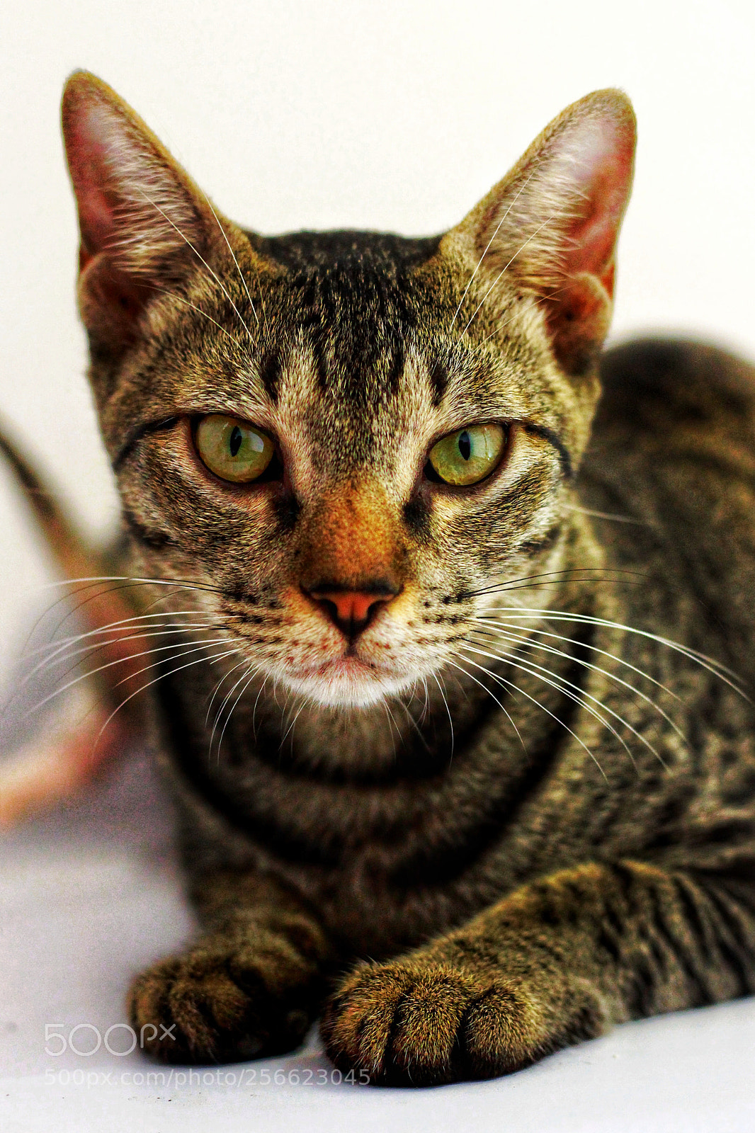 Canon EOS 700D (EOS Rebel T5i / EOS Kiss X7i) sample photo. Pet me if you photography